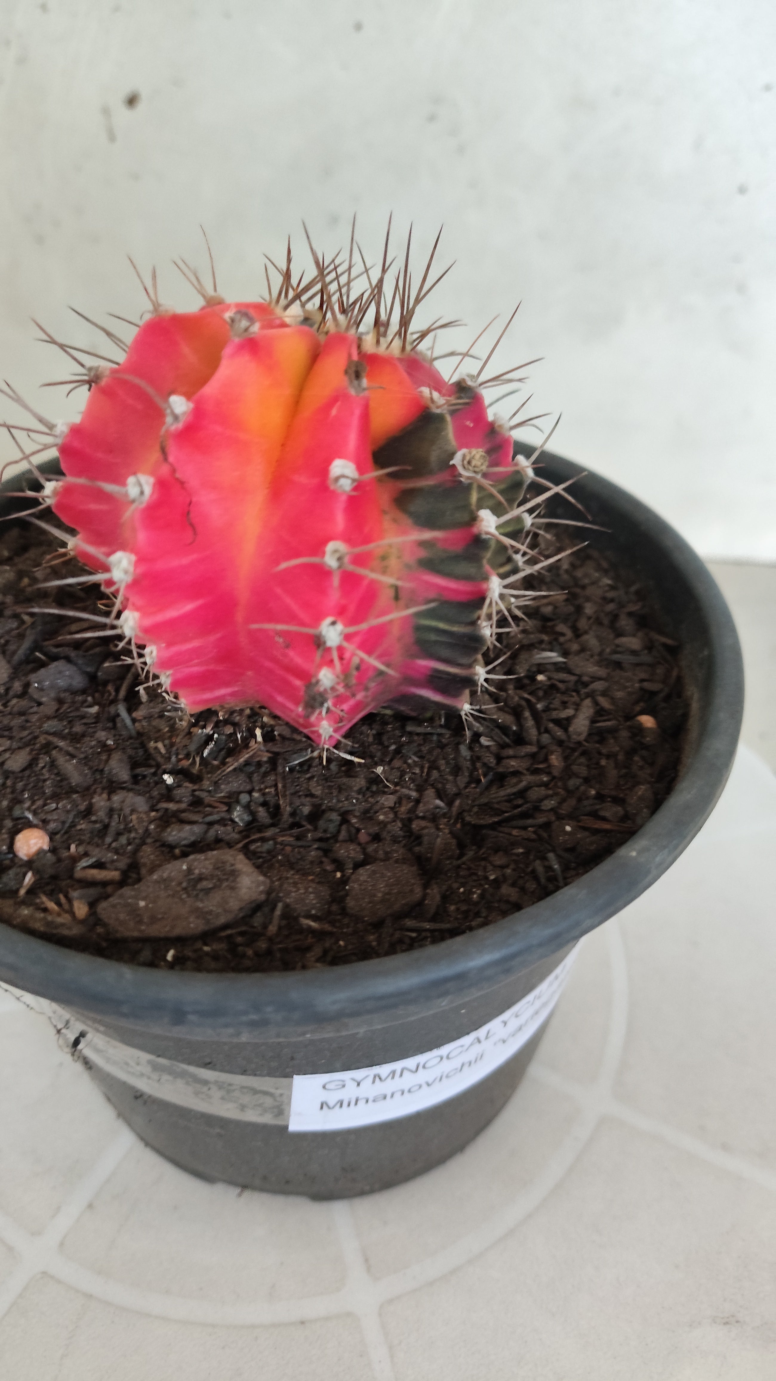 Matriz GYMNOCALYCIUM Mihanovichii Variegata Nº 1314 – vaso 15