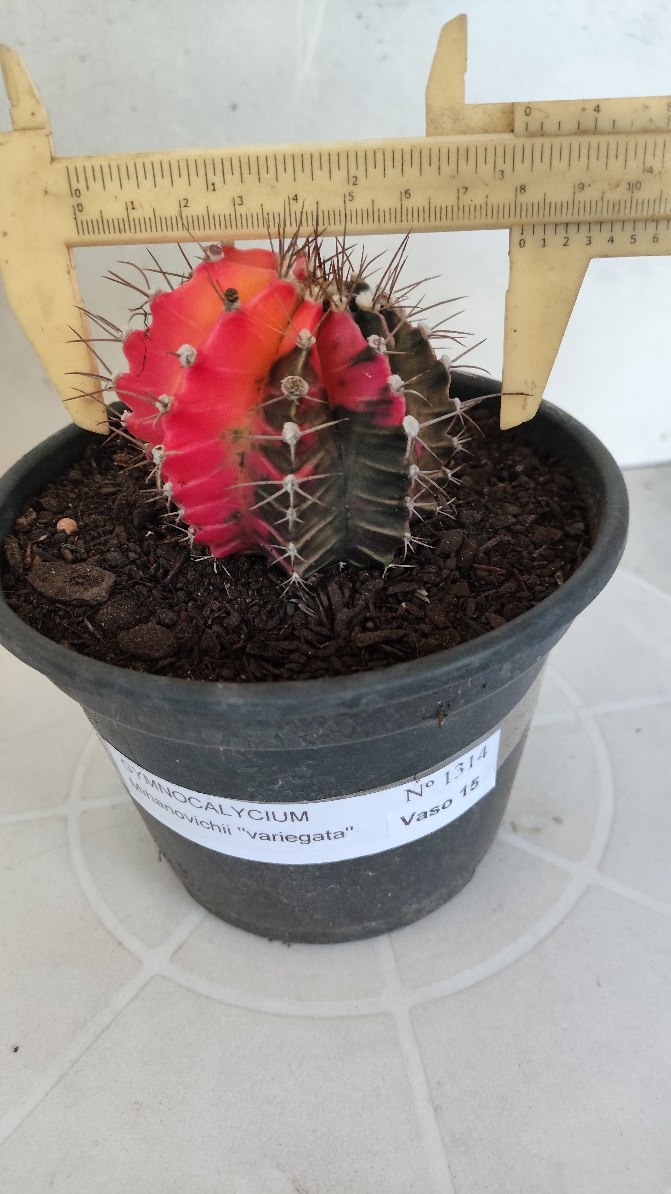 Matriz GYMNOCALYCIUM Mihanovichii Variegata Nº 1314 – vaso 15