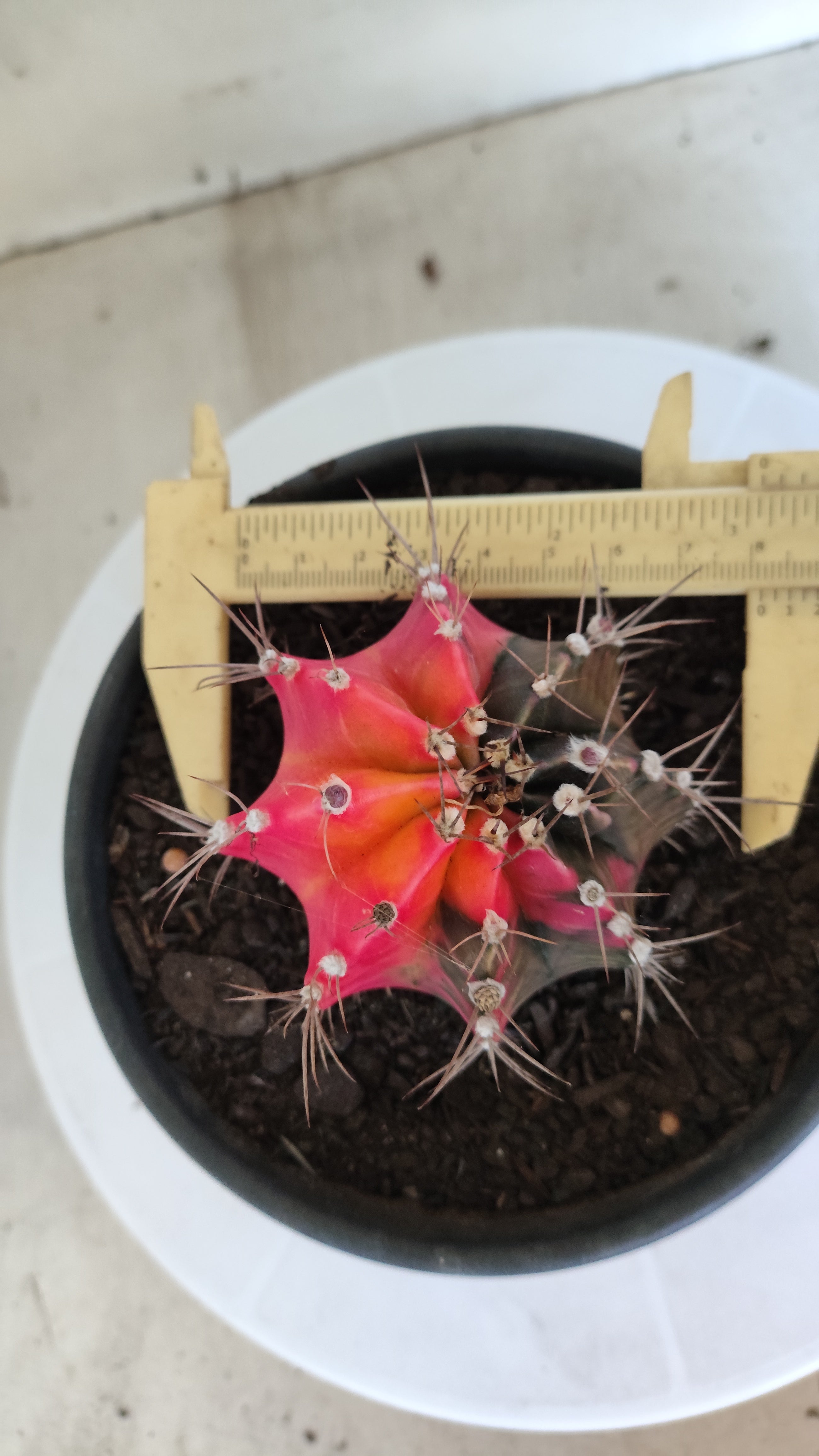Matriz GYMNOCALYCIUM Mihanovichii Variegata Nº 1314 – vaso 15