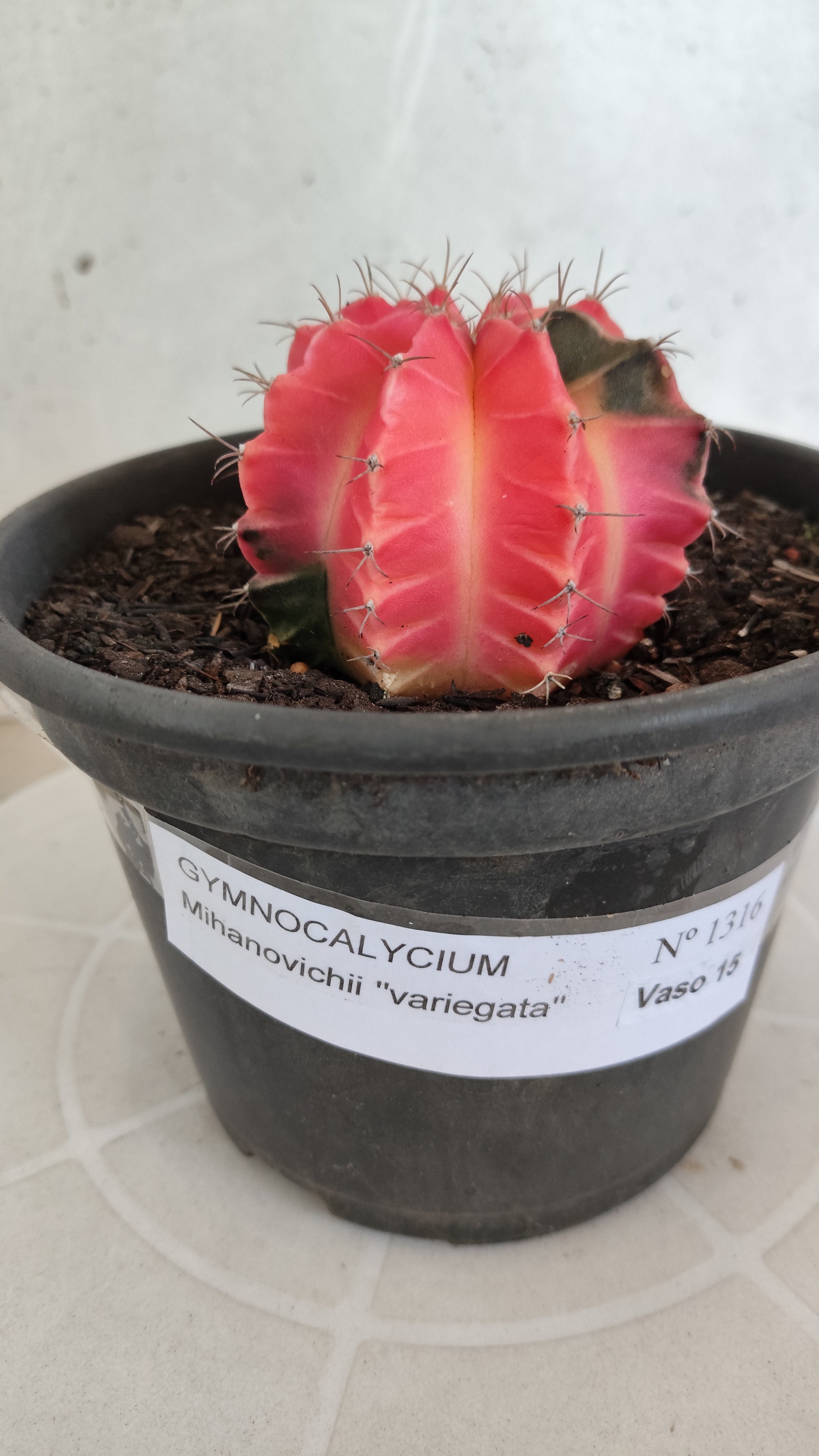 Matriz GYMNOCALYCIUM Mihanovichii Variegata Nº 1316 – vaso 15