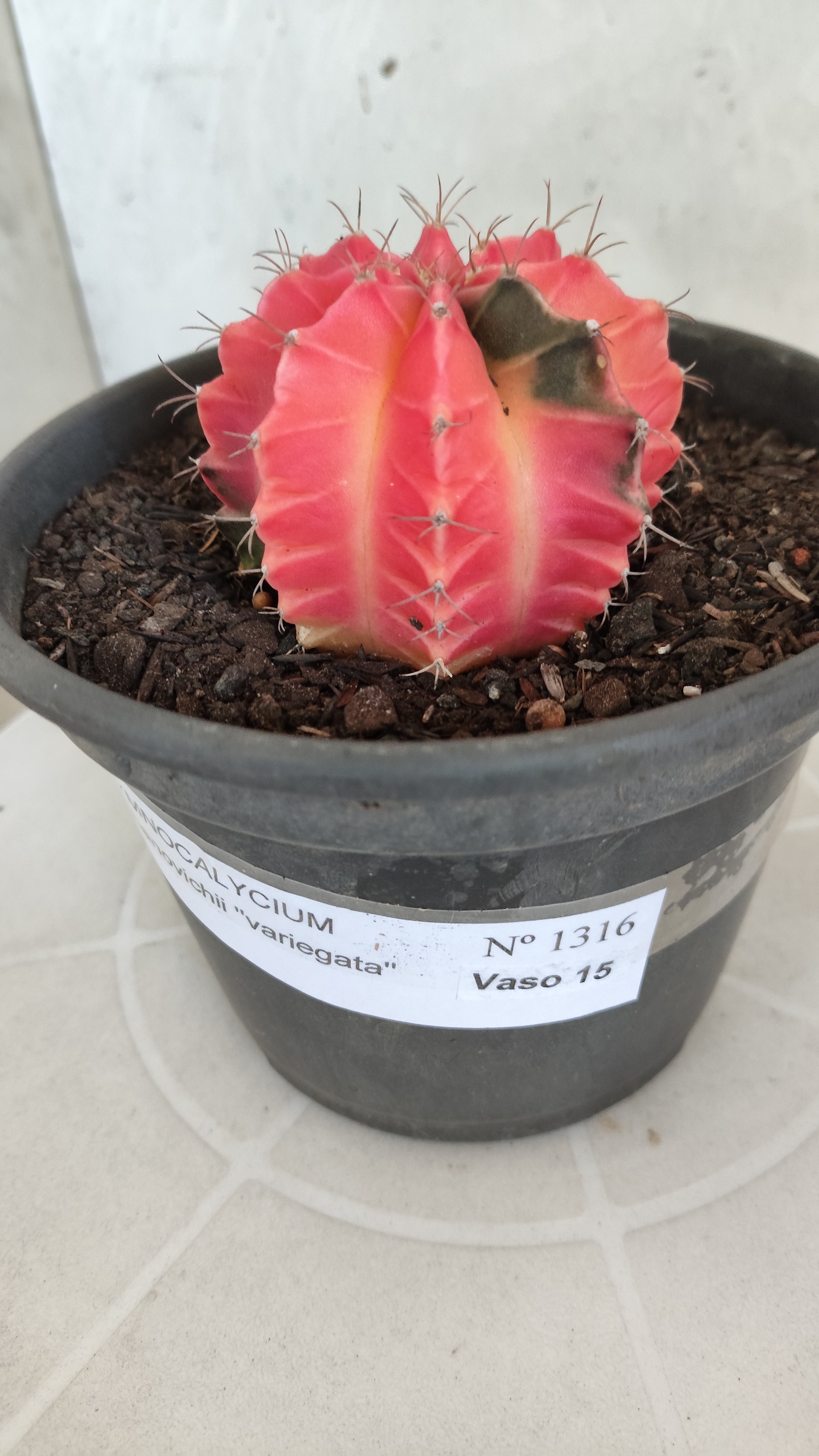 Matriz GYMNOCALYCIUM Mihanovichii Variegata Nº 1316 – vaso 15