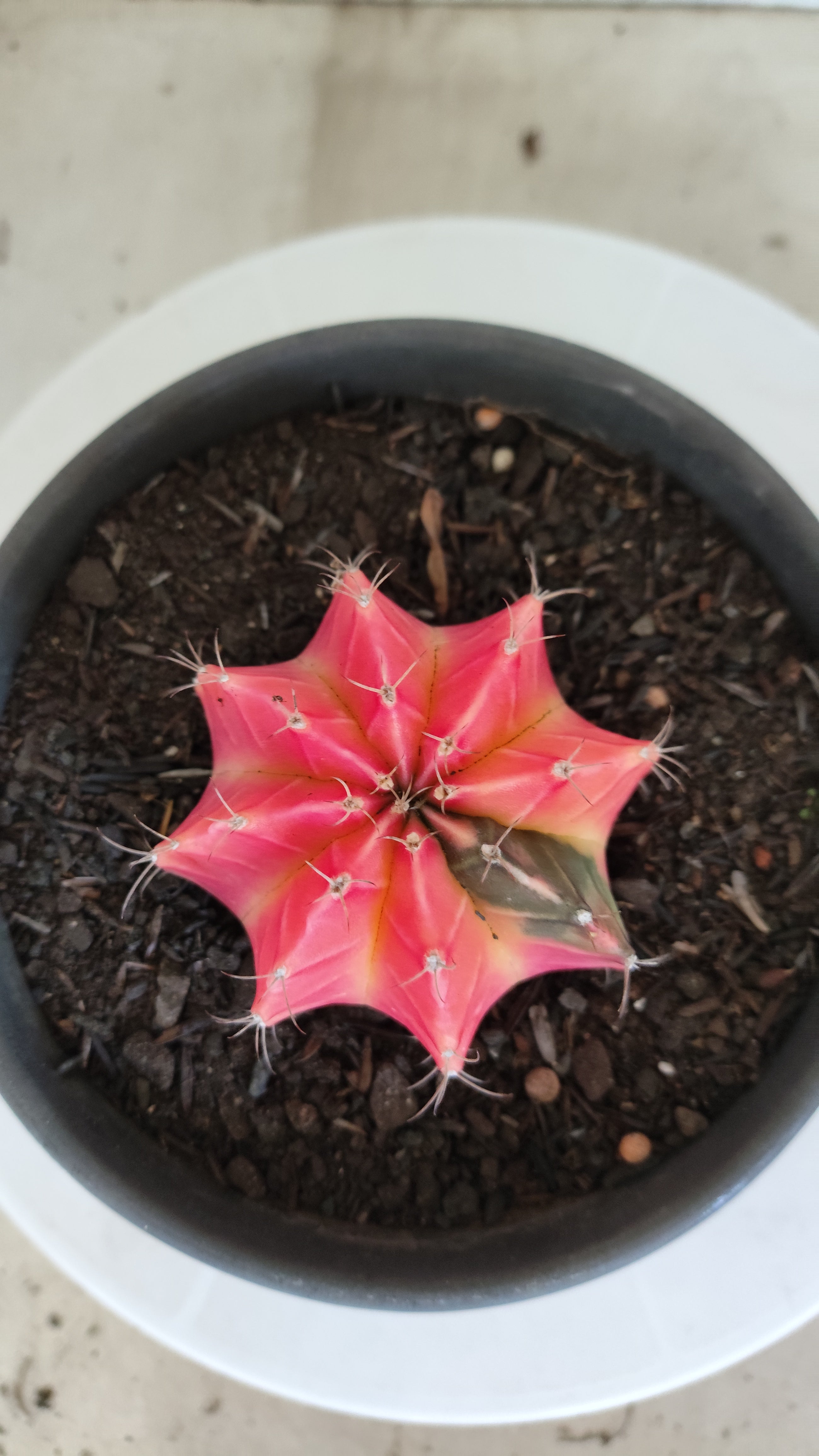 Matriz GYMNOCALYCIUM Mihanovichii Variegata Nº 1316 – vaso 15