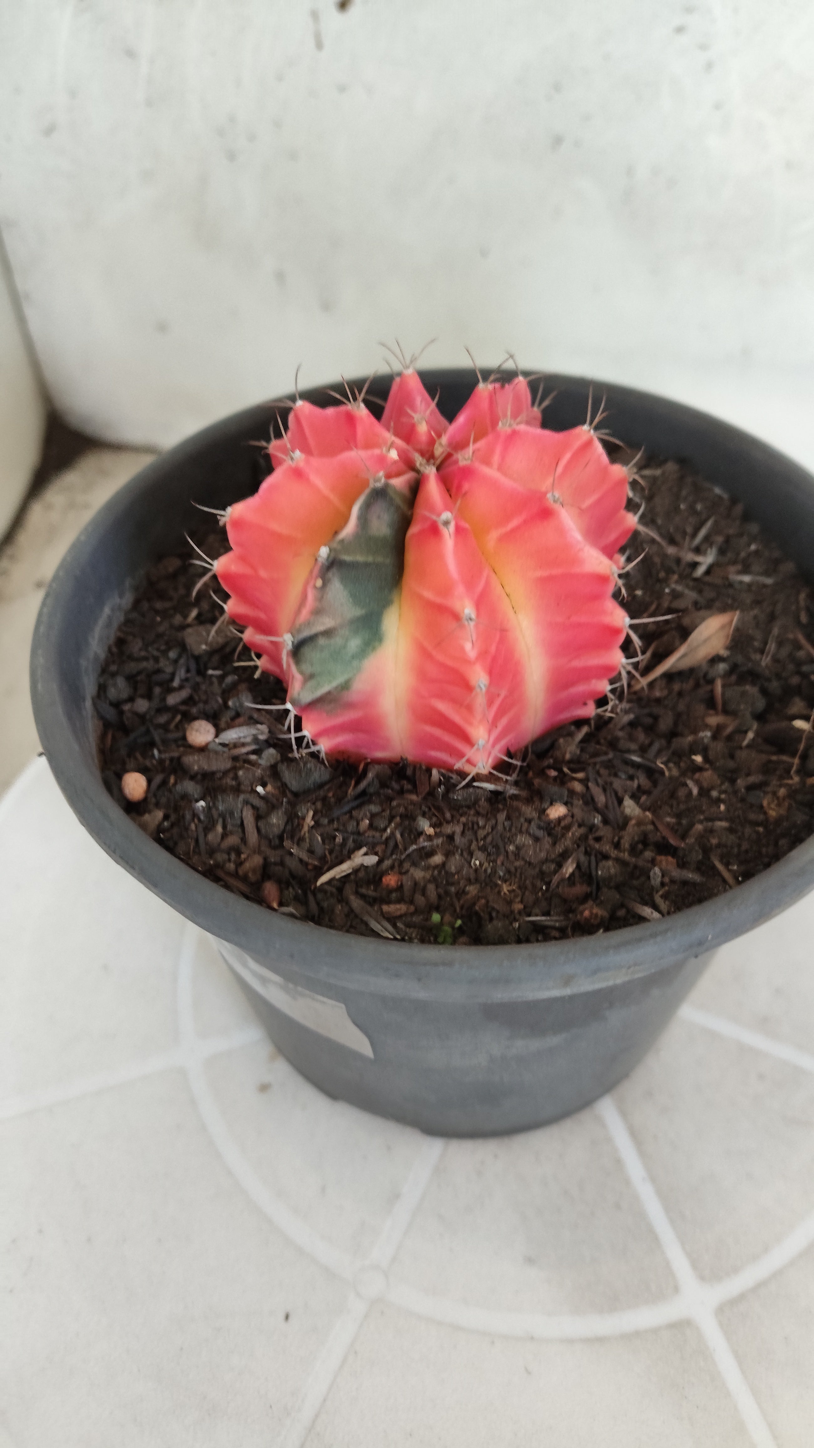 Matriz GYMNOCALYCIUM Mihanovichii Variegata Nº 1316 – vaso 15