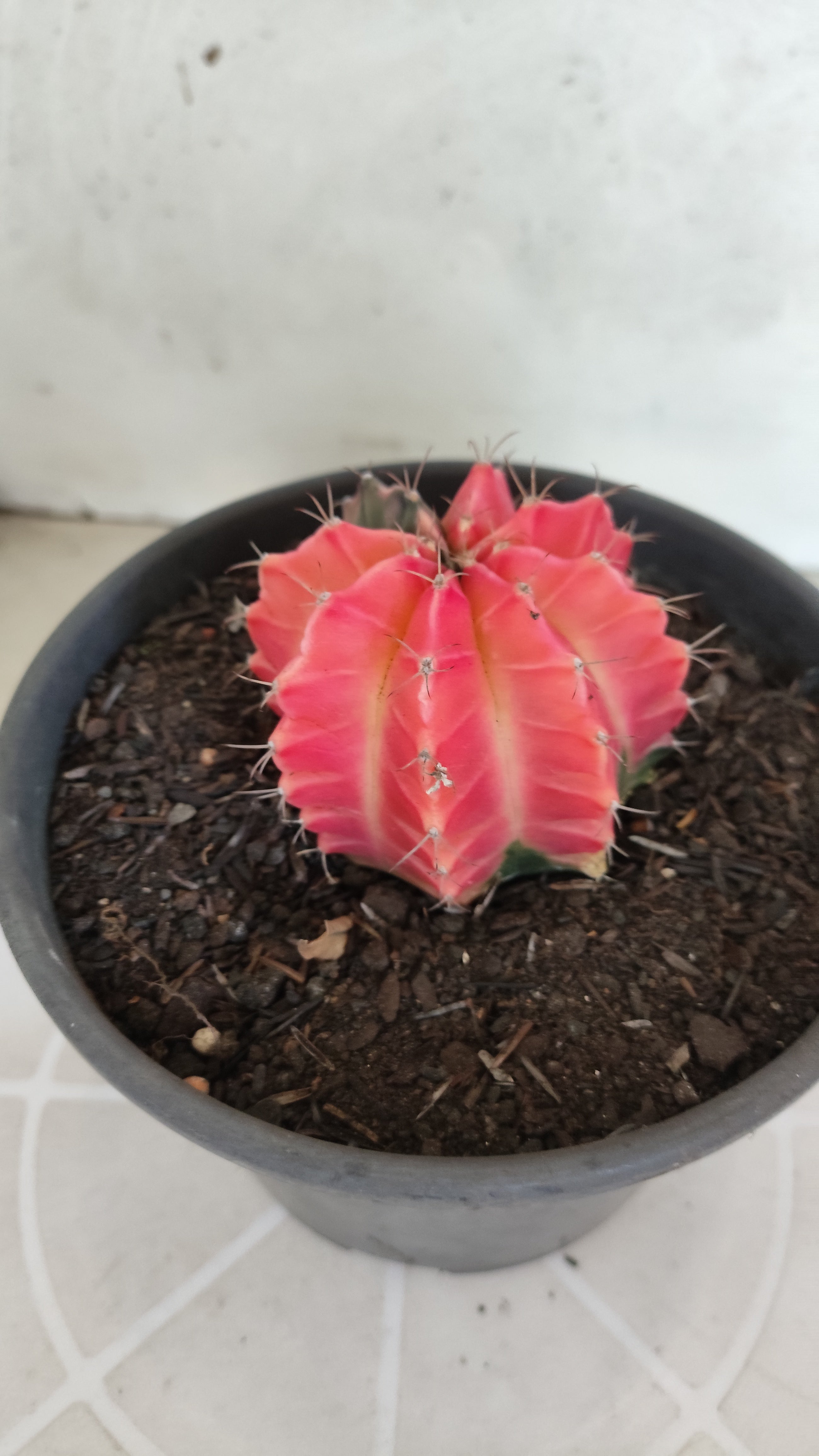 Matriz GYMNOCALYCIUM Mihanovichii Variegata Nº 1316 – vaso 15