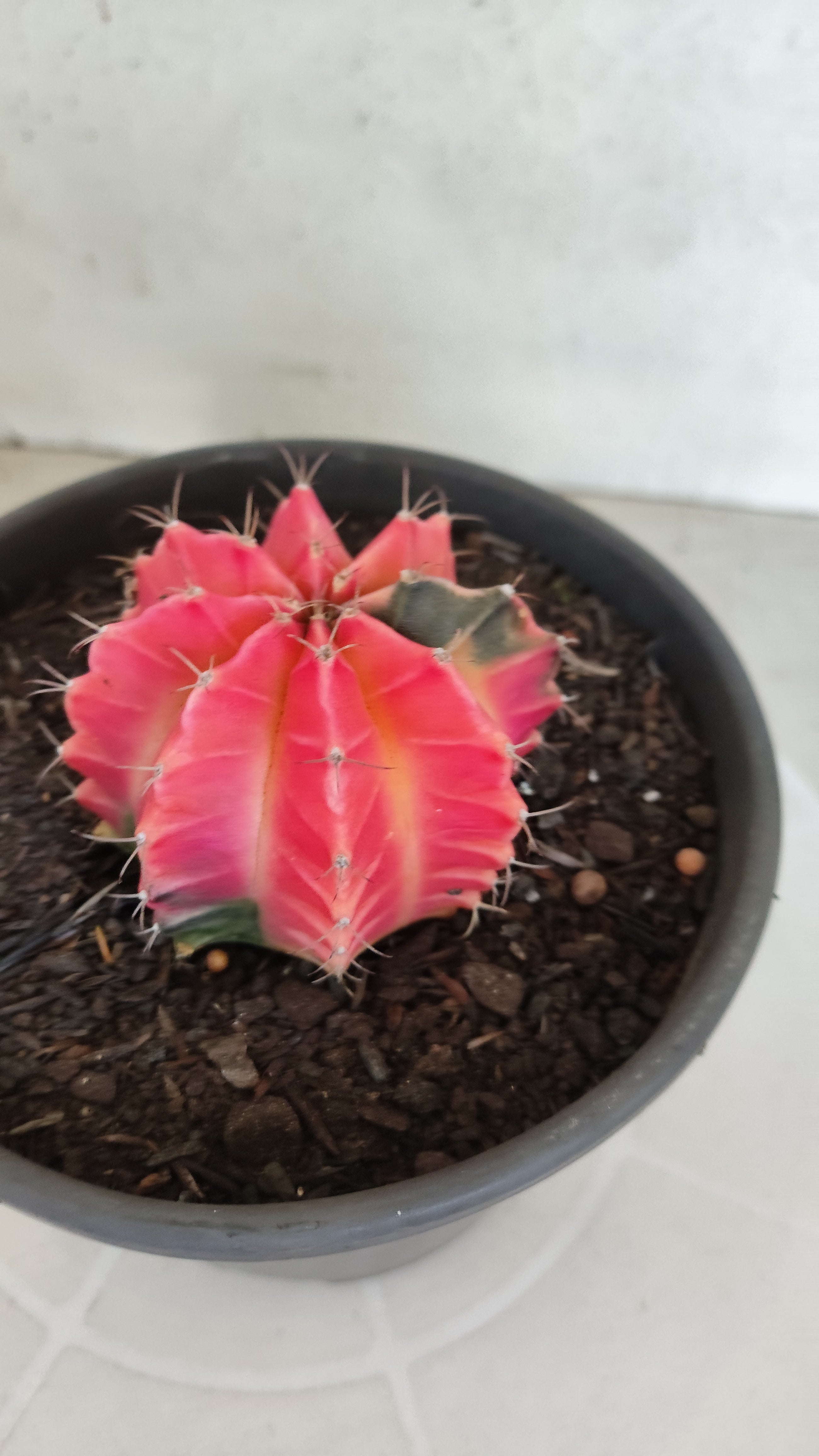 Matriz GYMNOCALYCIUM Mihanovichii Variegata Nº 1316 – vaso 15