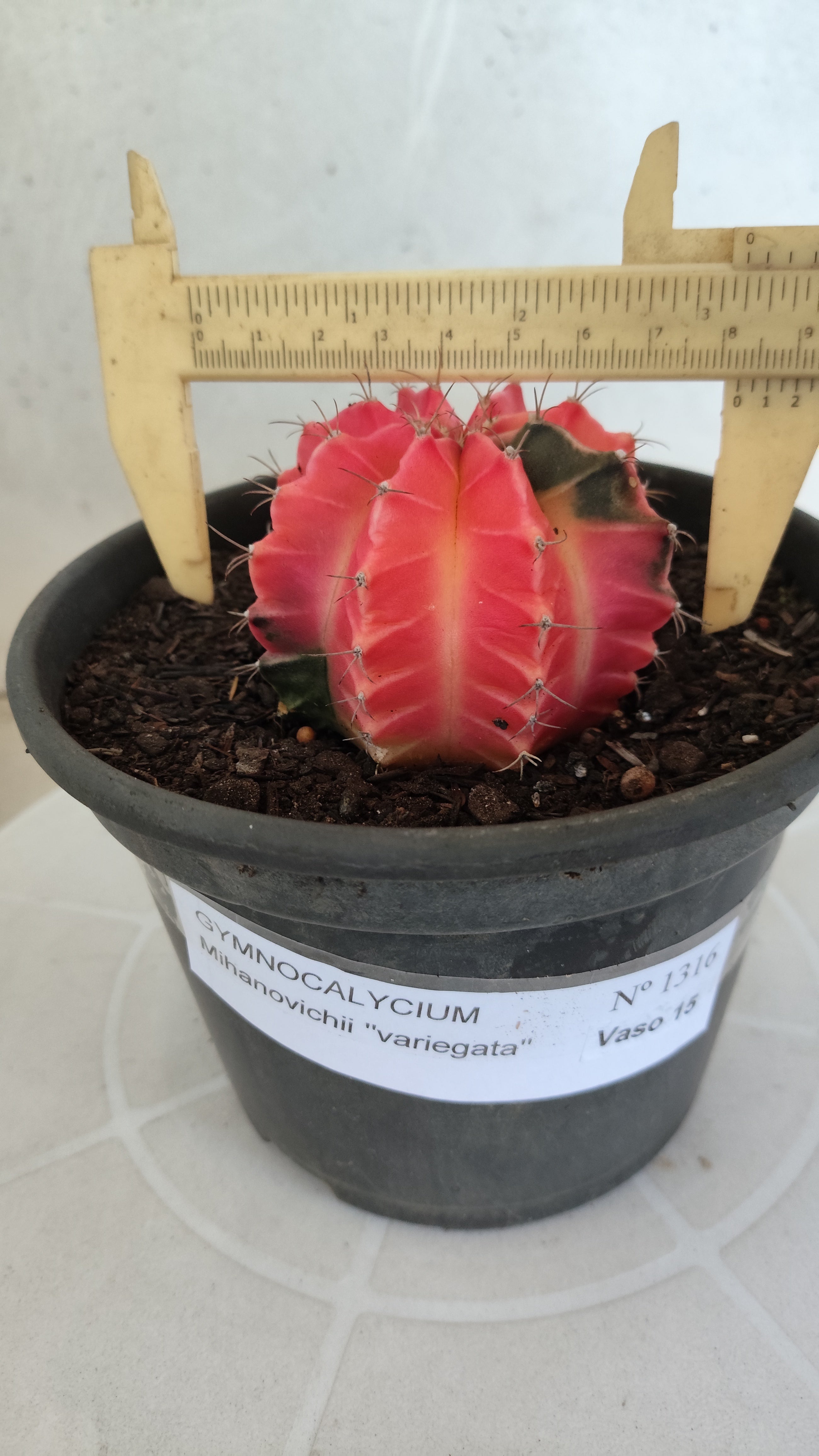Matriz GYMNOCALYCIUM Mihanovichii Variegata Nº 1316 – vaso 15