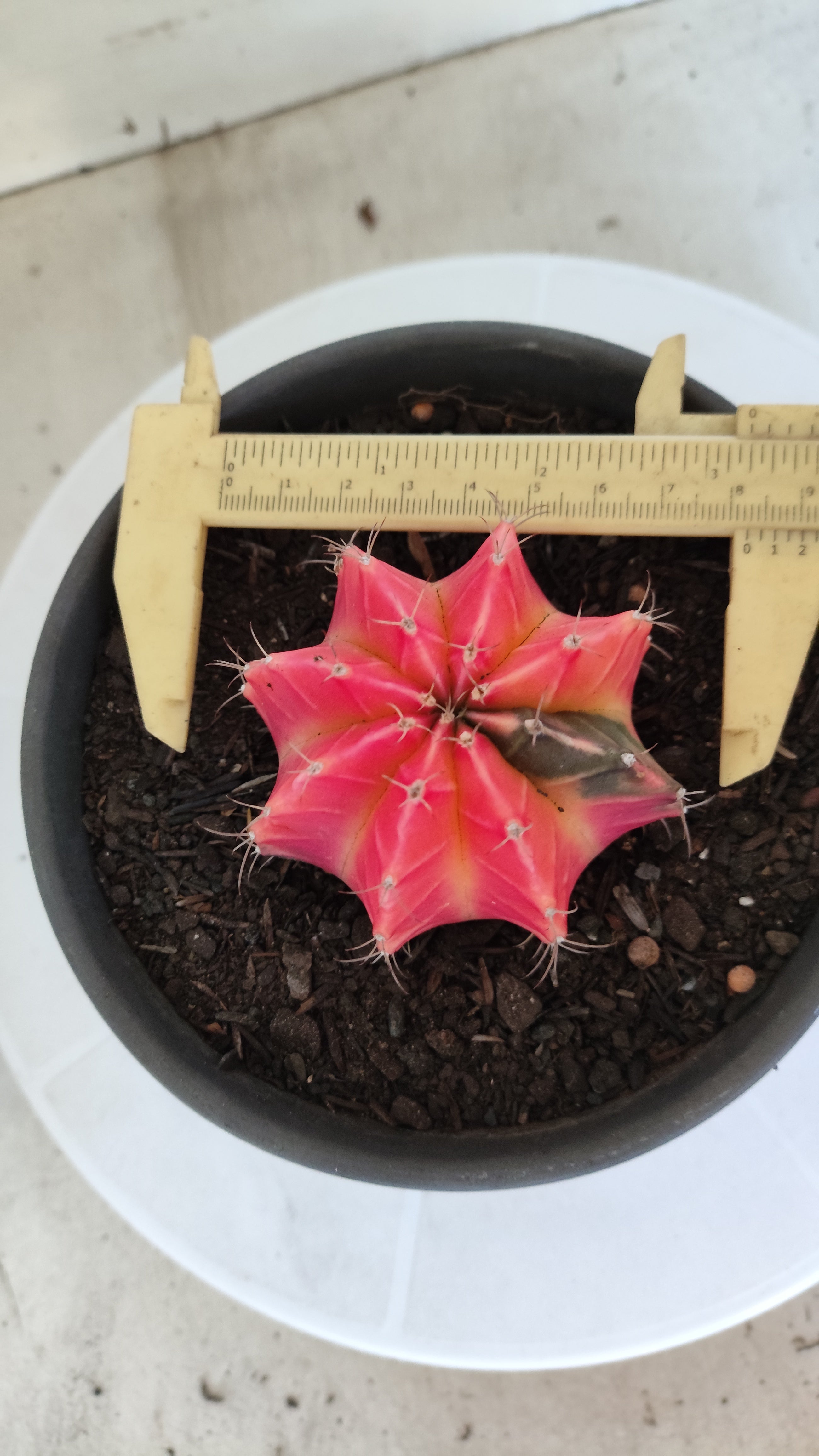 Matriz GYMNOCALYCIUM Mihanovichii Variegata Nº 1316 – vaso 15