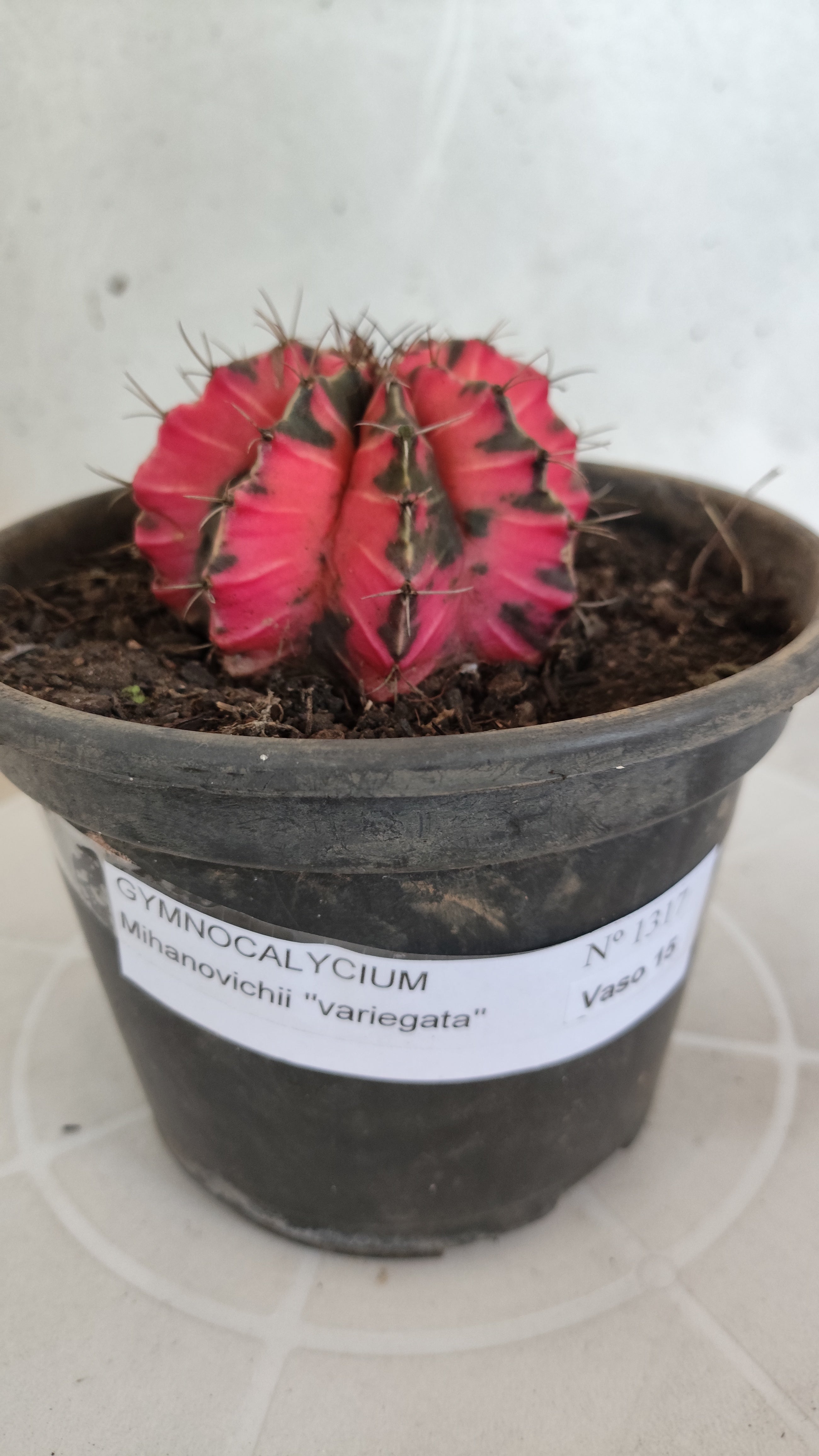 Matriz GYMNOCALYCIUM Mihanovichii Variegata Nº 1317 – vaso 15