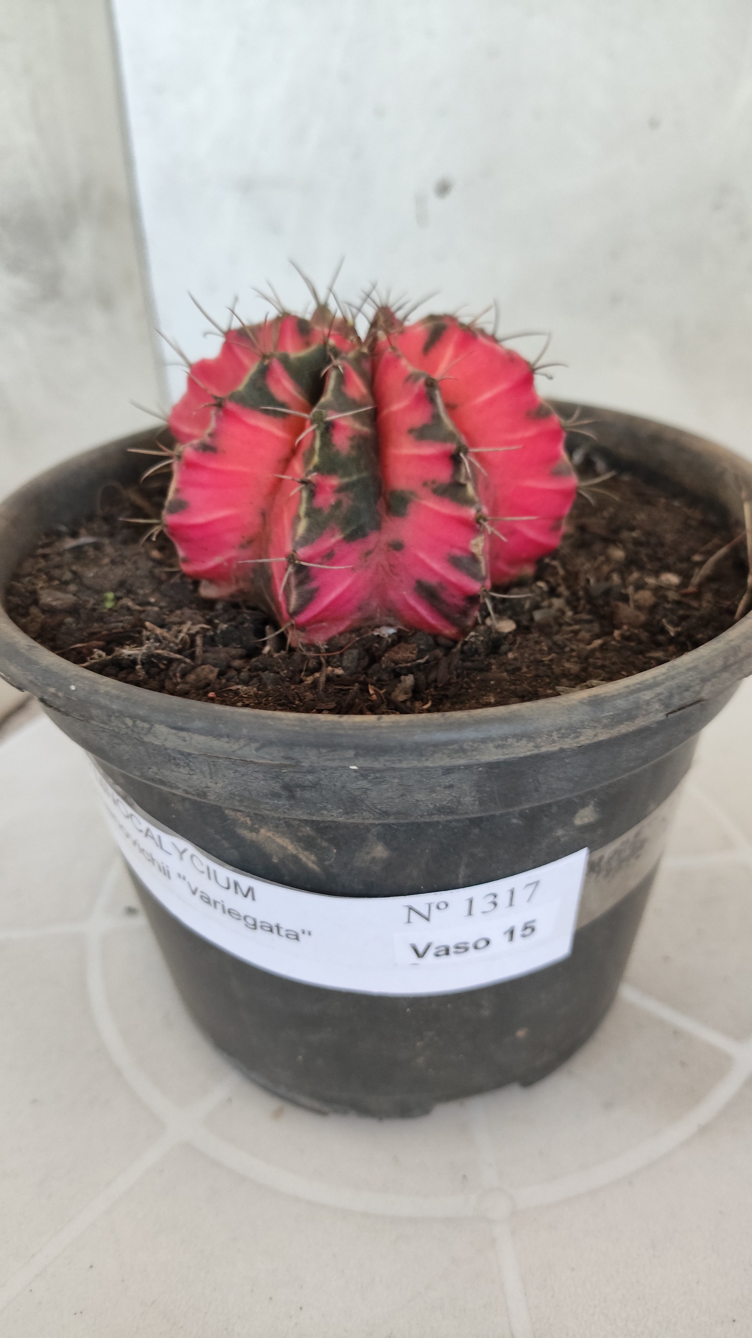 Matriz GYMNOCALYCIUM Mihanovichii Variegata Nº 1317 – vaso 15