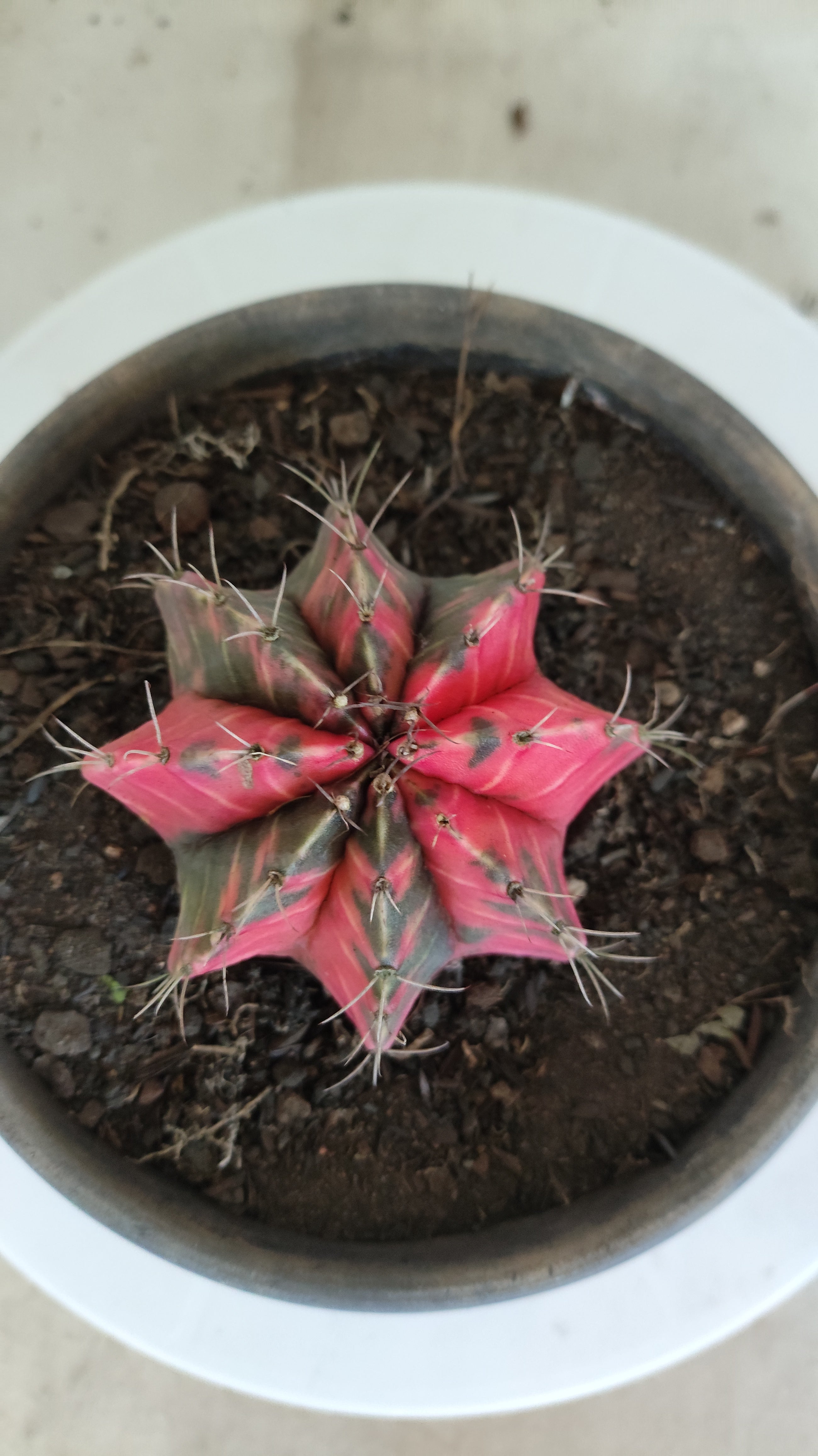 Matriz GYMNOCALYCIUM Mihanovichii Variegata Nº 1317 – vaso 15