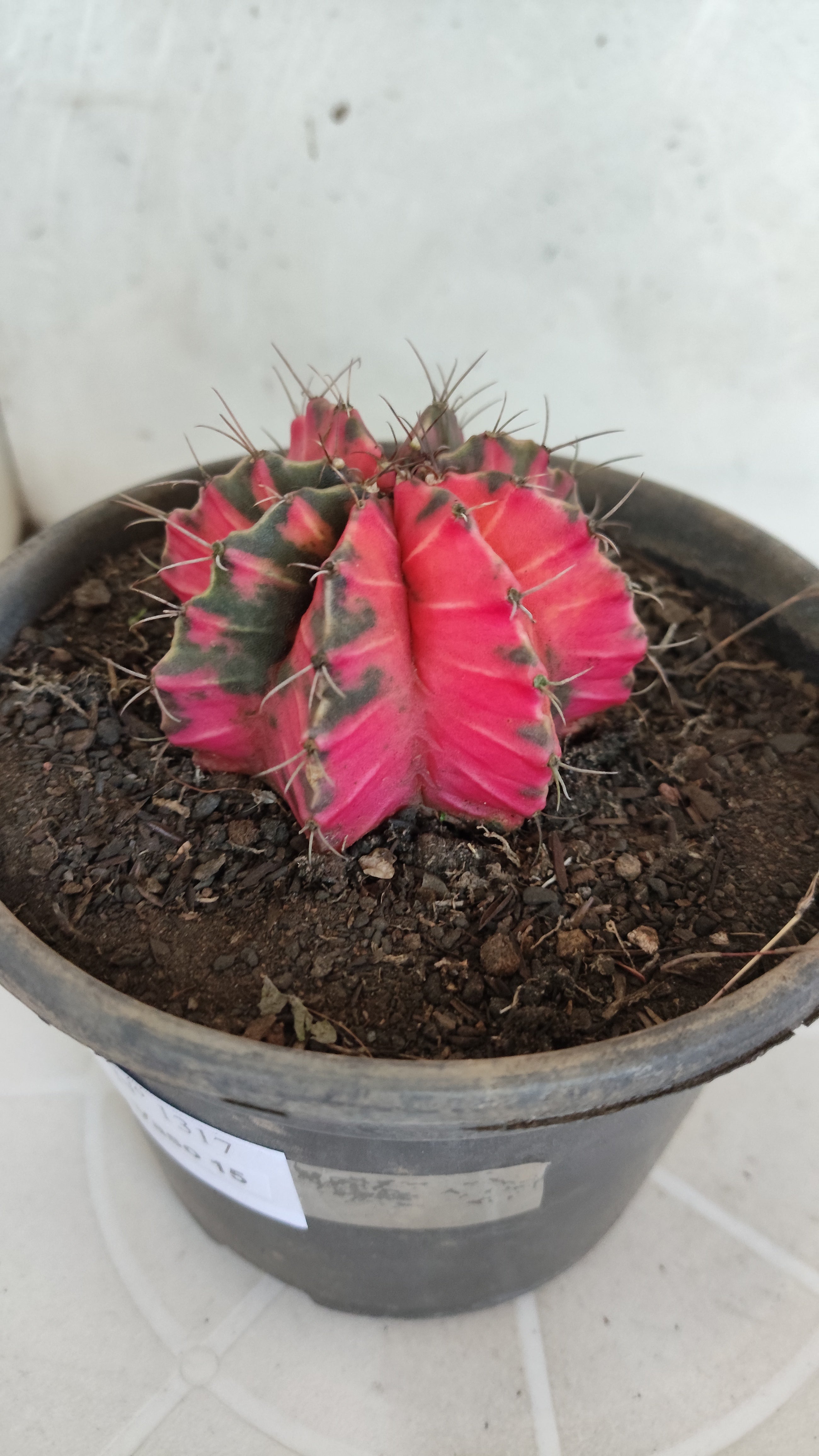 Matriz GYMNOCALYCIUM Mihanovichii Variegata Nº 1317 – vaso 15