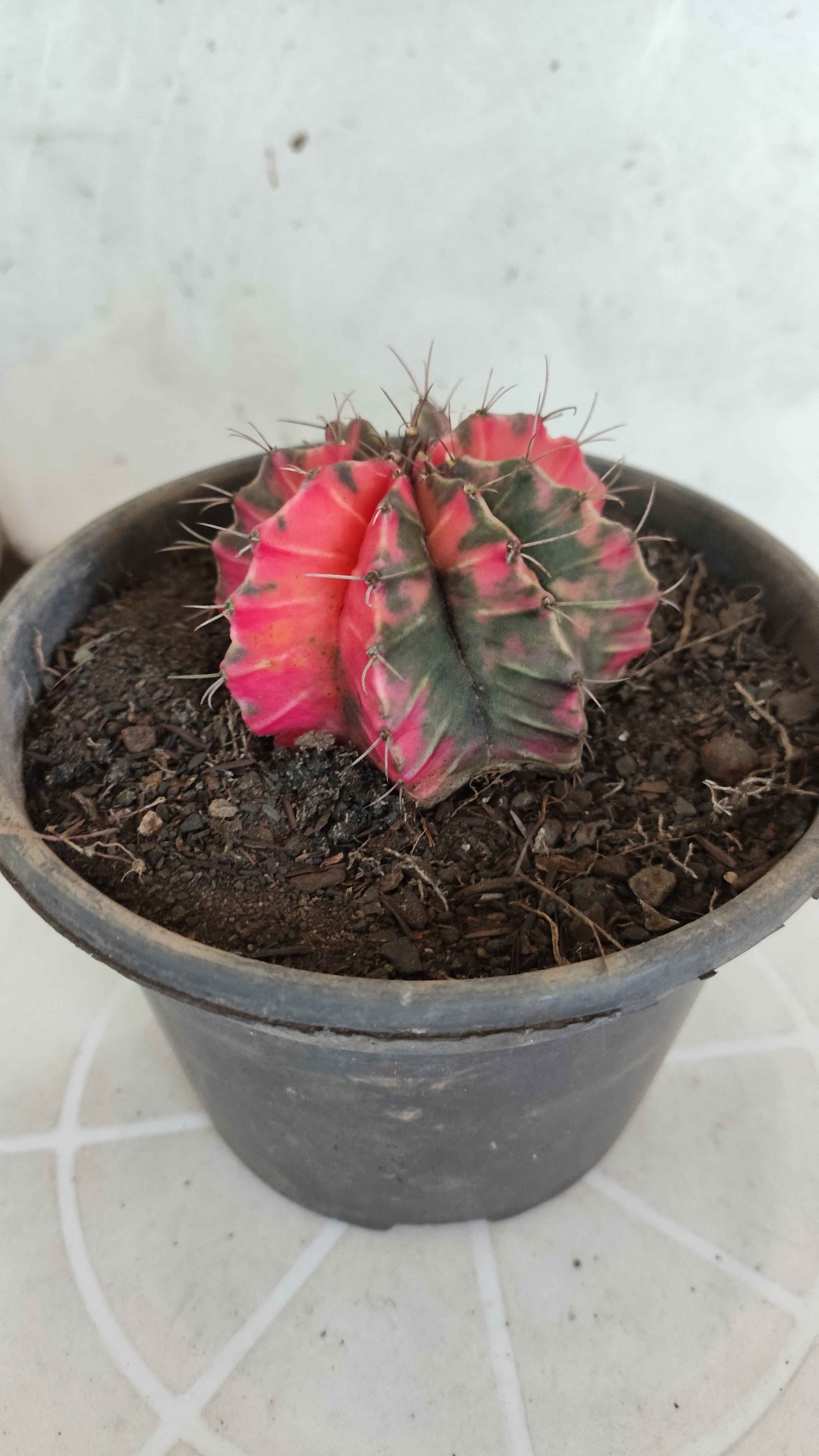 Matriz GYMNOCALYCIUM Mihanovichii Variegata Nº 1317 – vaso 15