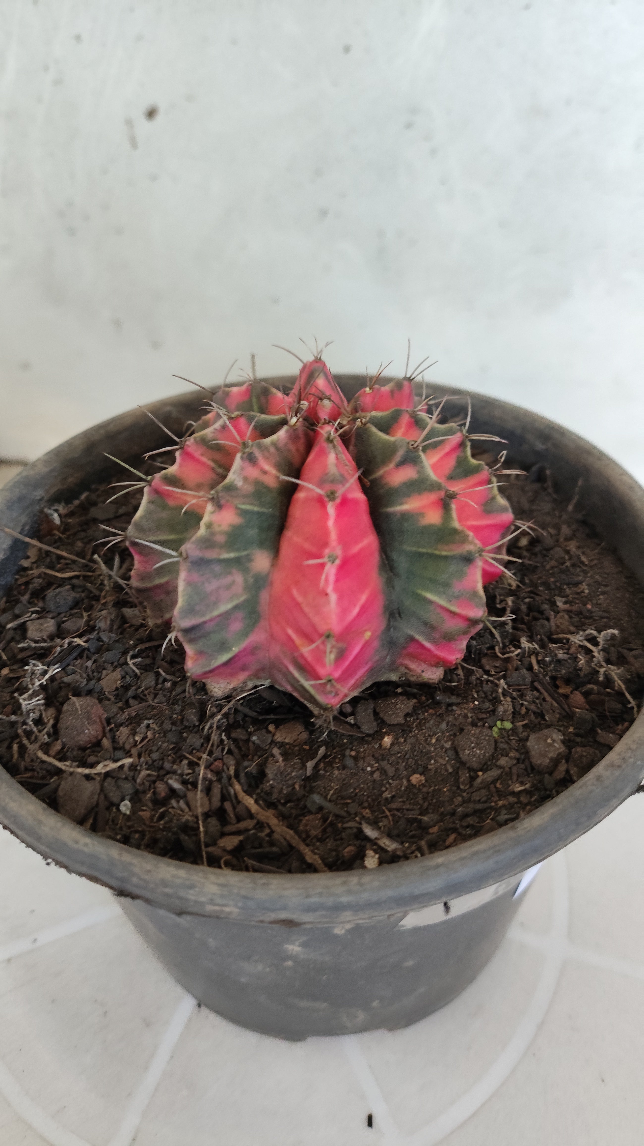 Matriz GYMNOCALYCIUM Mihanovichii Variegata Nº 1317 – vaso 15