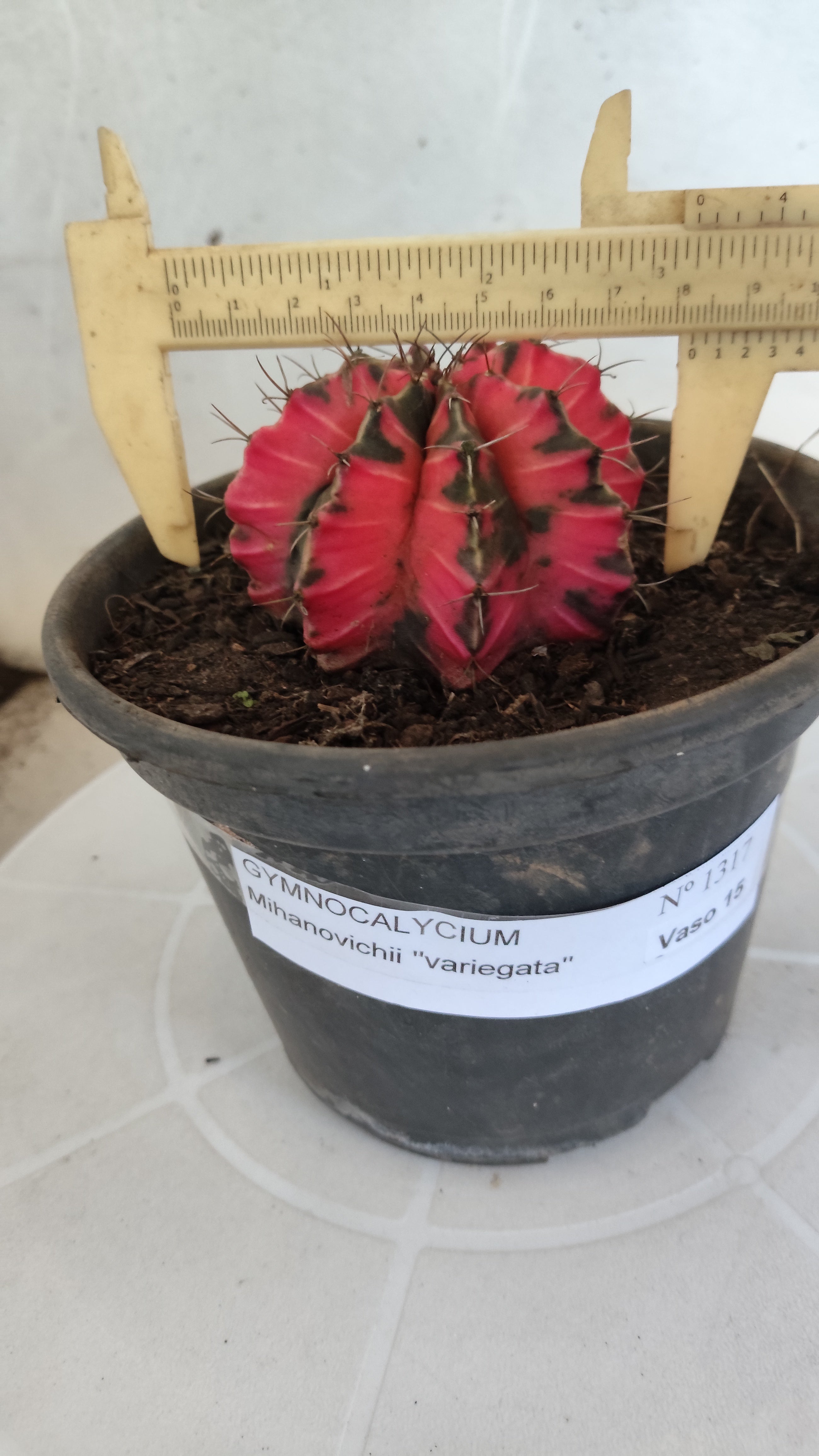 Matriz GYMNOCALYCIUM Mihanovichii Variegata Nº 1317 – vaso 15