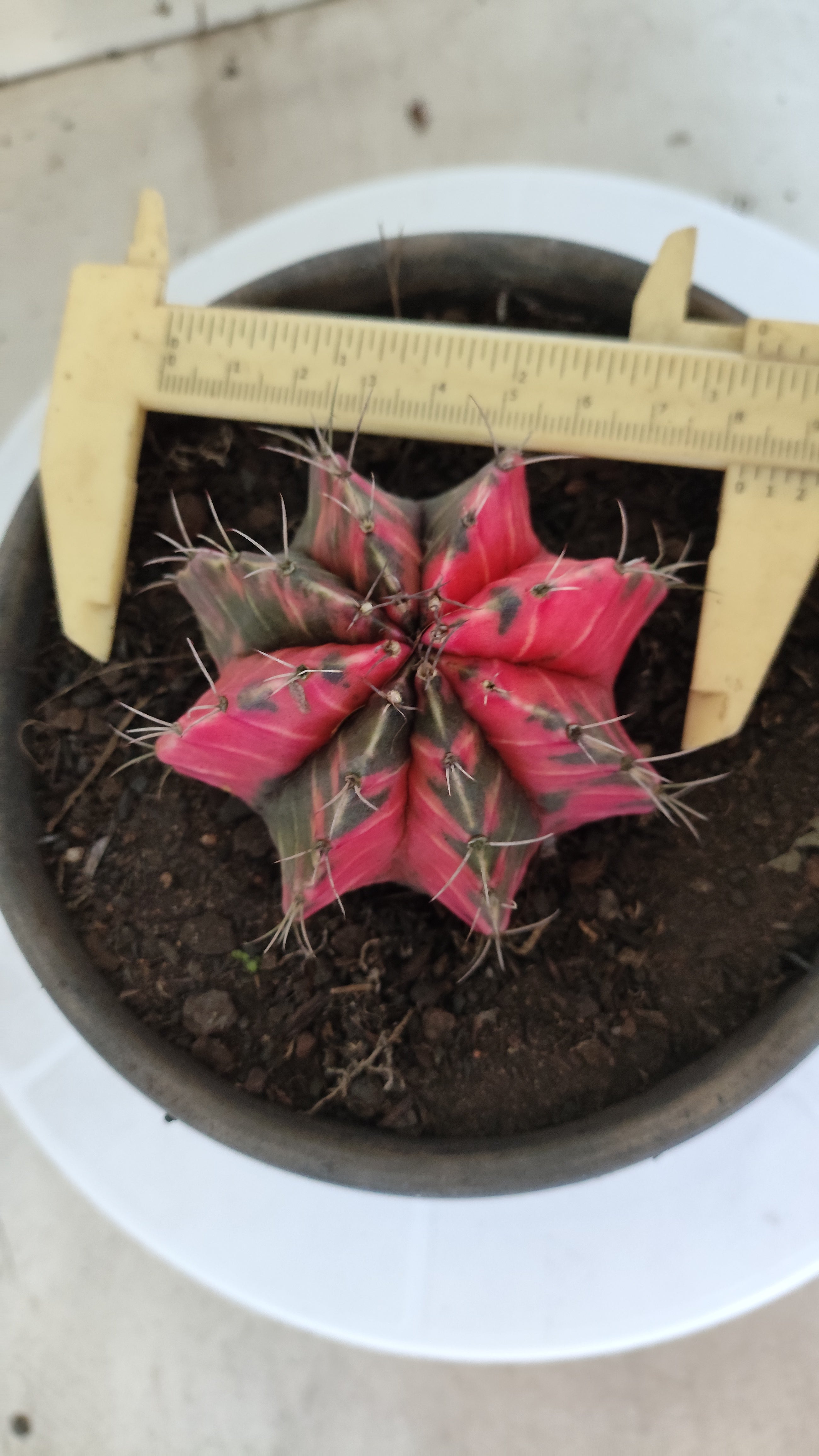 Matriz GYMNOCALYCIUM Mihanovichii Variegata Nº 1317 – vaso 15