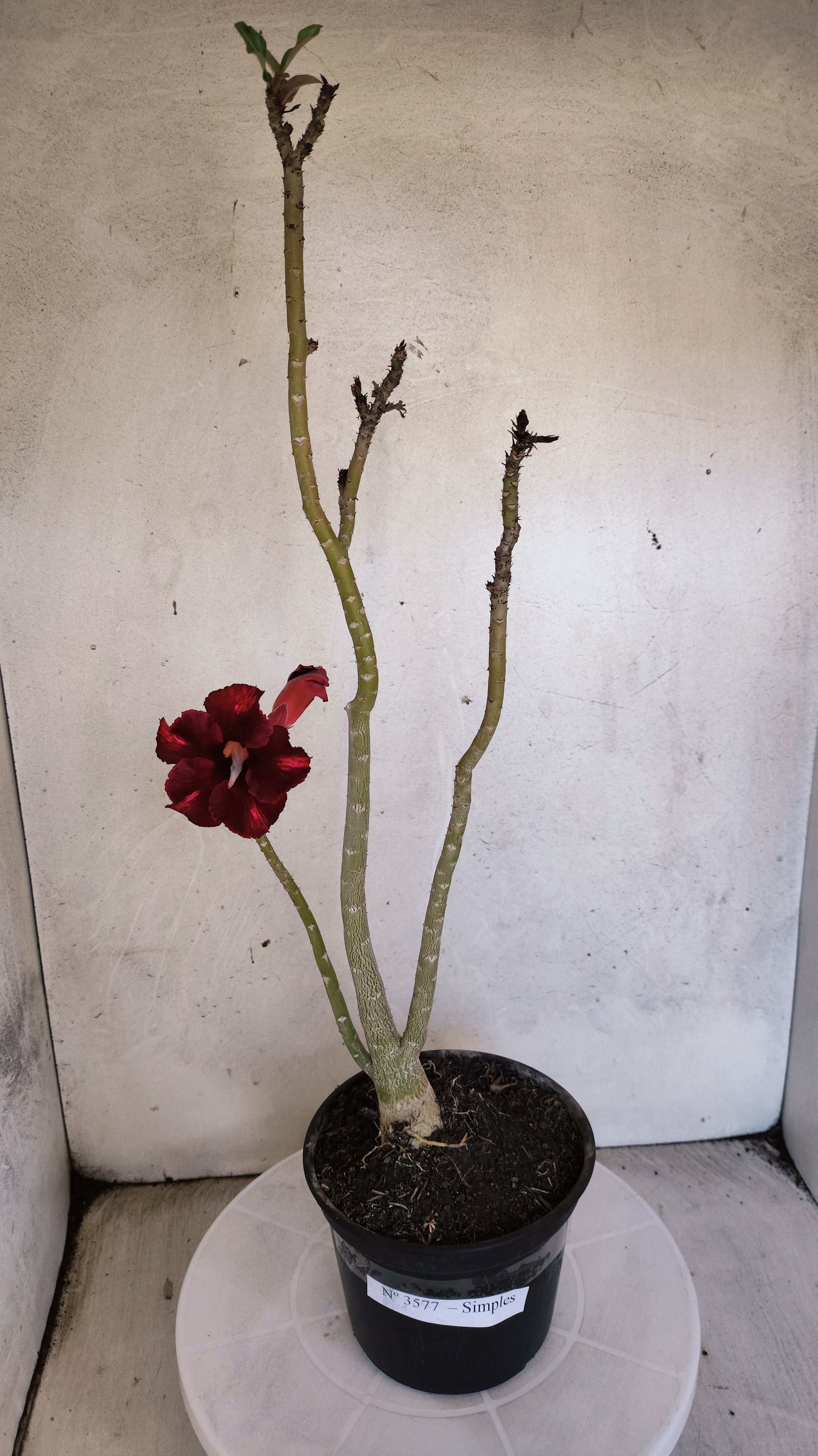 Planta Simples 3577  – 35cm – 02 anos