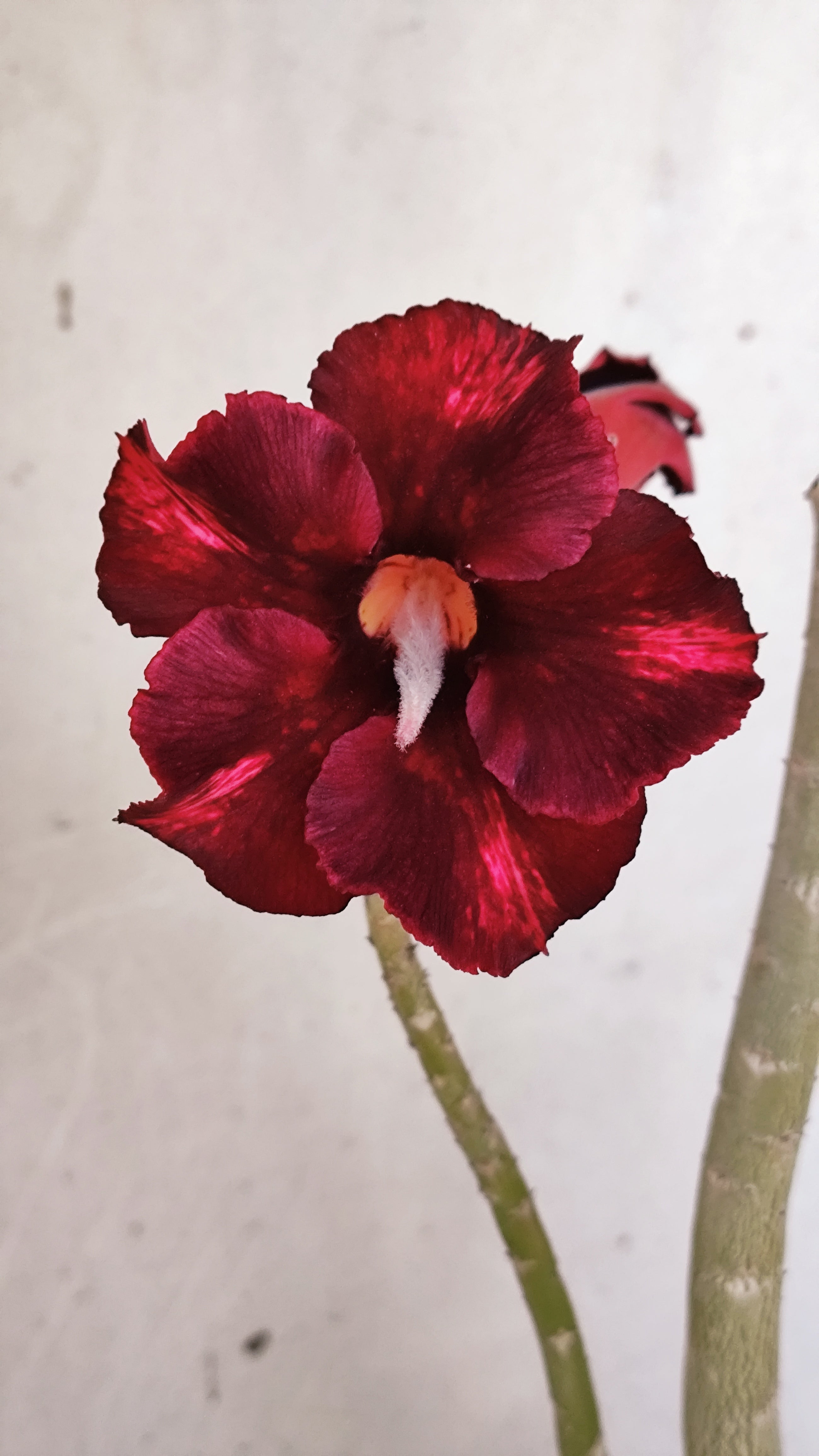 Planta Simples 3577  – 35cm – 02 anos