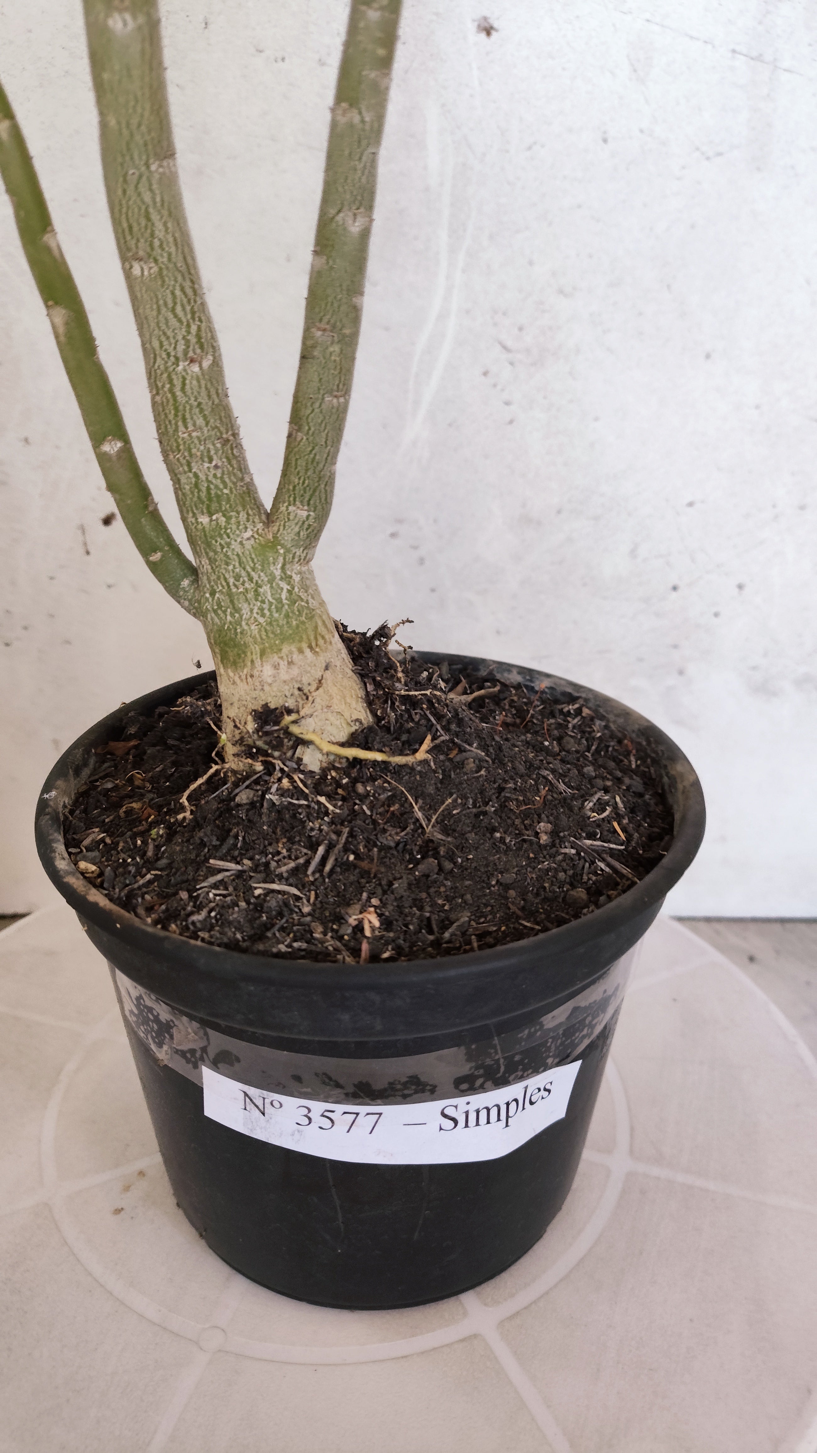 Planta Simples 3577  – 35cm – 02 anos