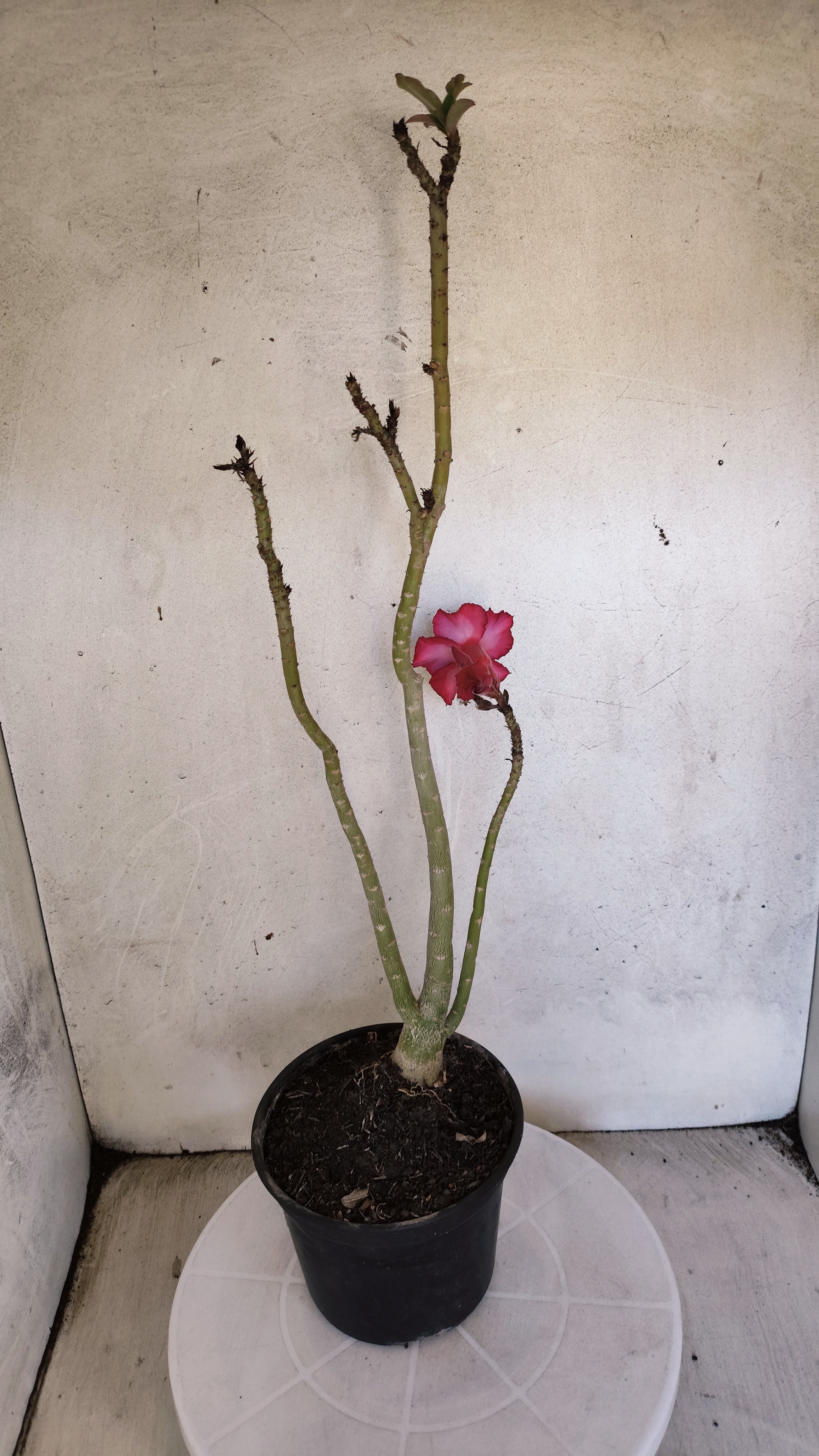 Planta Simples 3577  – 35cm – 02 anos