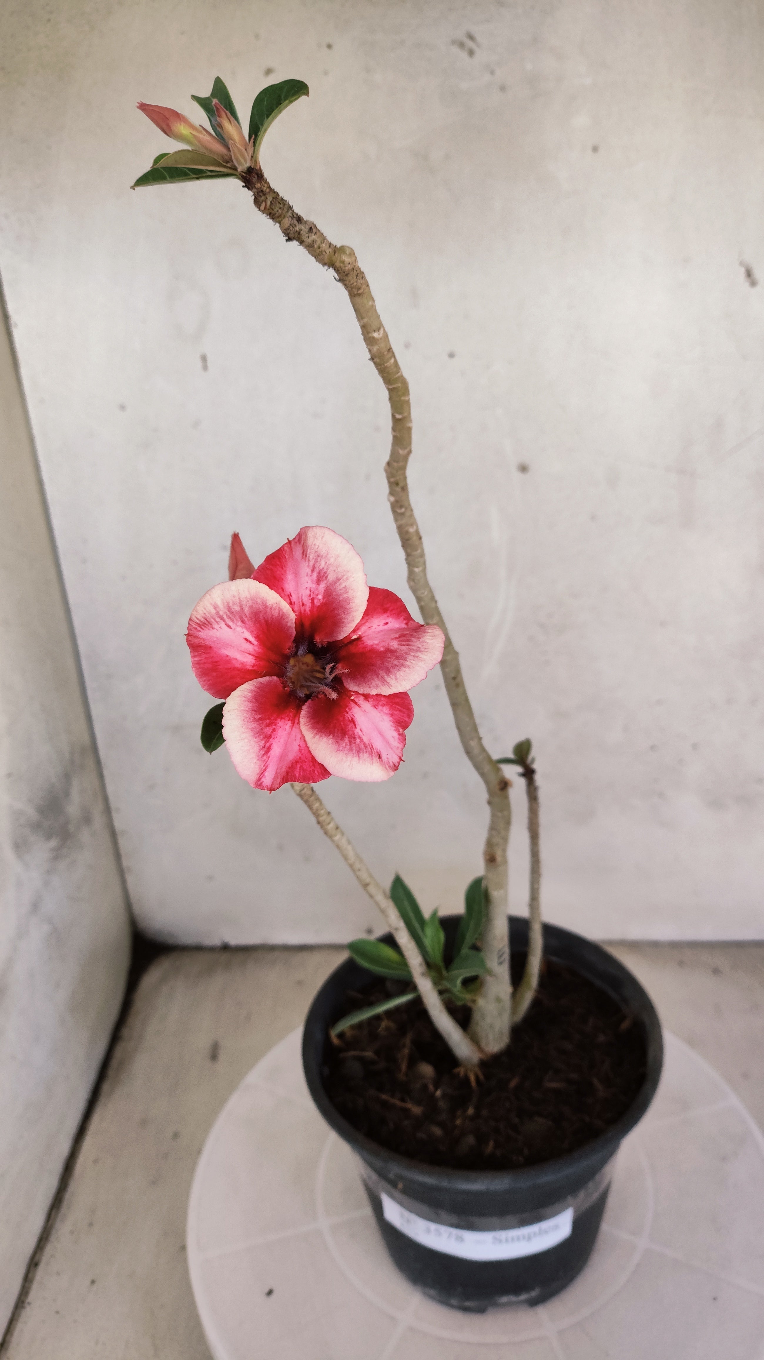 Planta Simples 3578 – 30cm – 02 anos