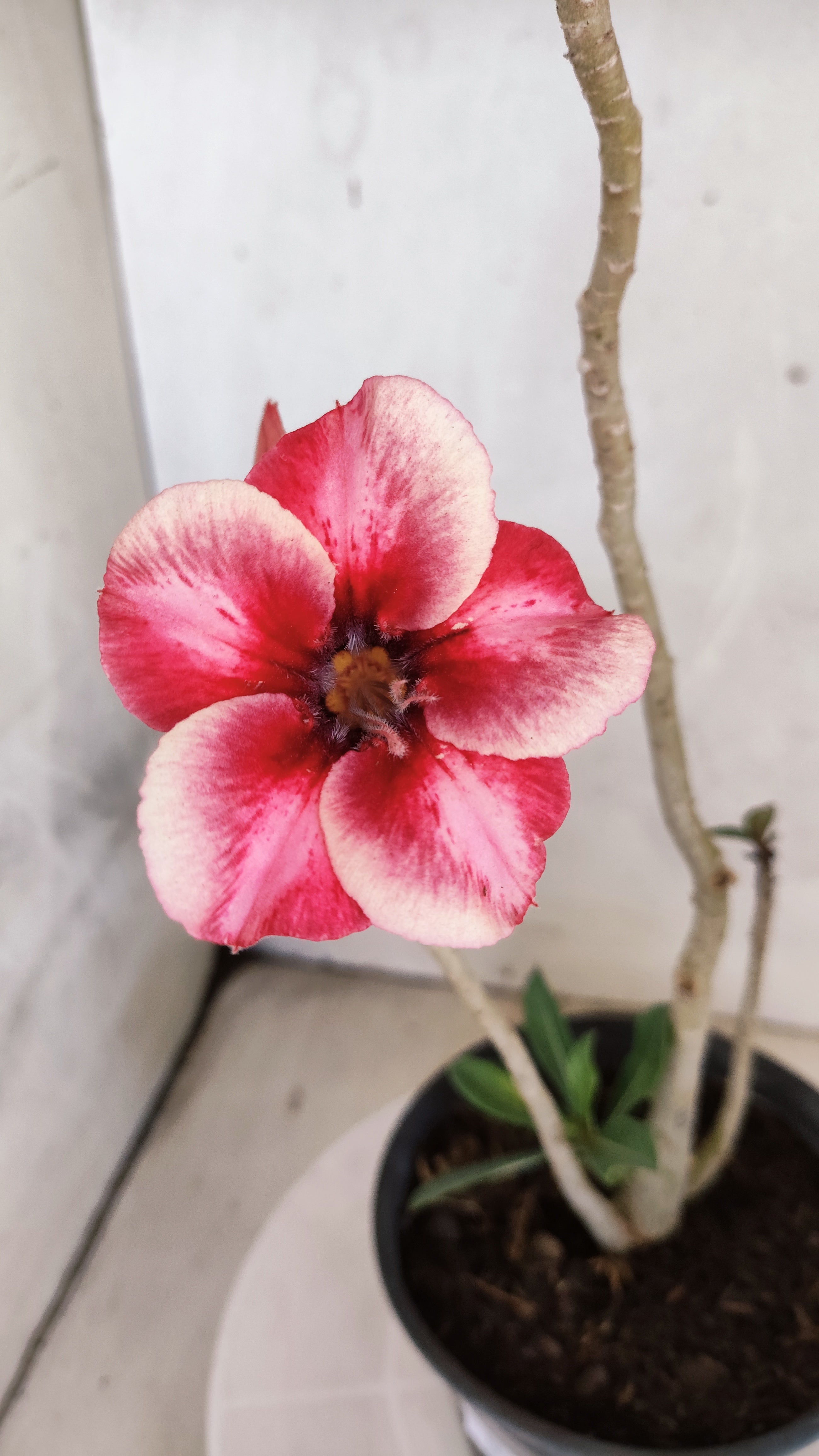 Planta Simples 3578 – 30cm – 02 anos