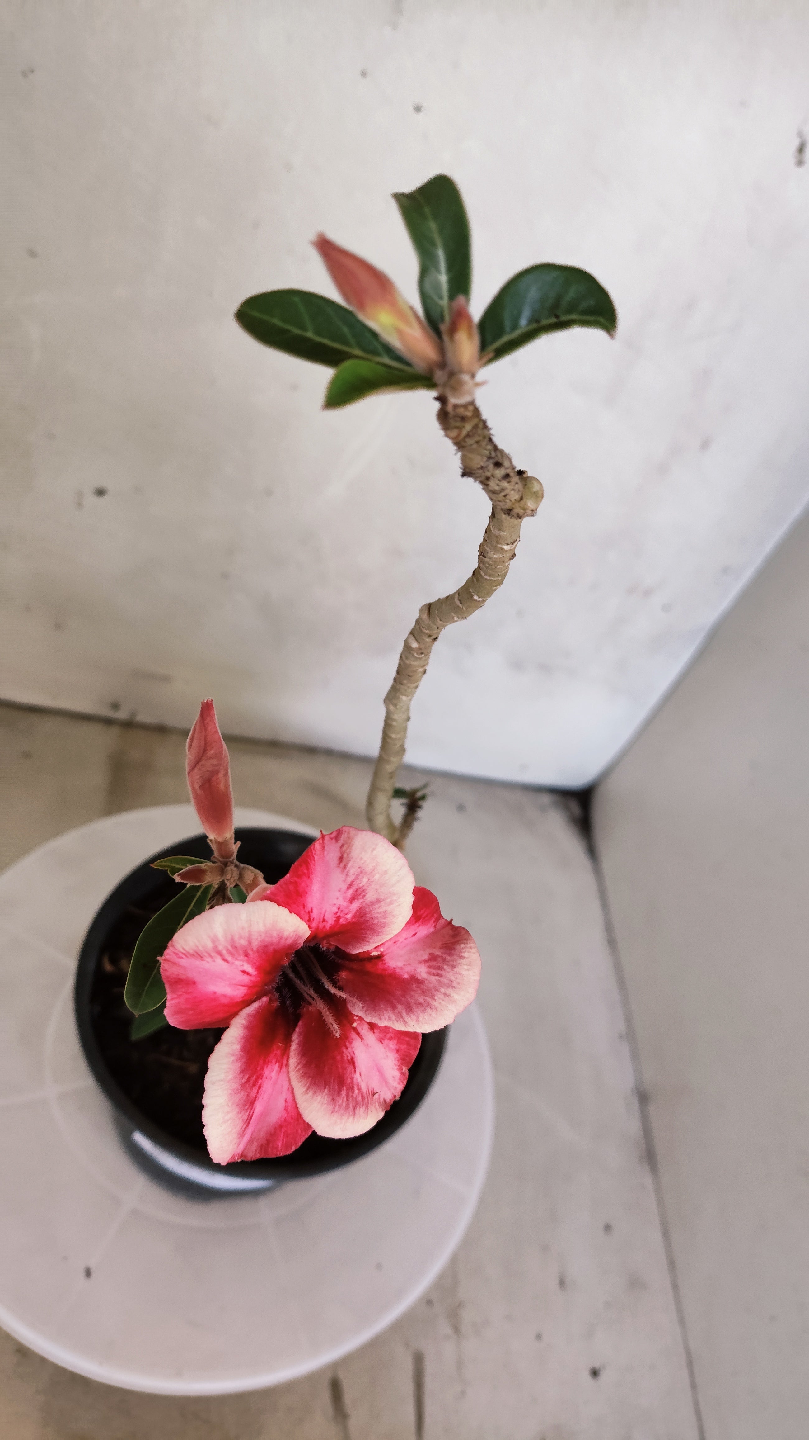 Planta Simples 3578 – 30cm – 02 anos
