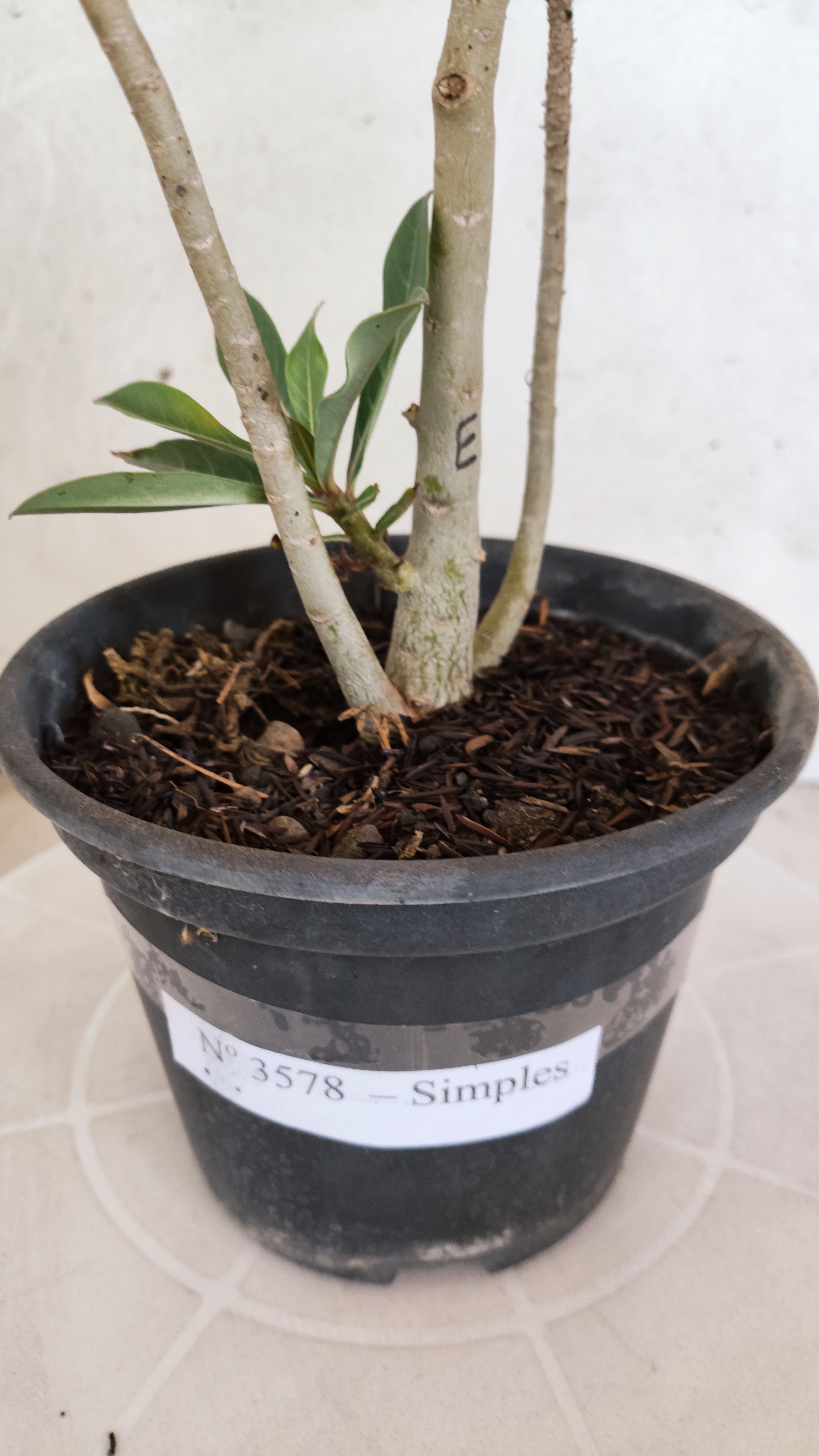 Planta Simples 3578 – 30cm – 02 anos