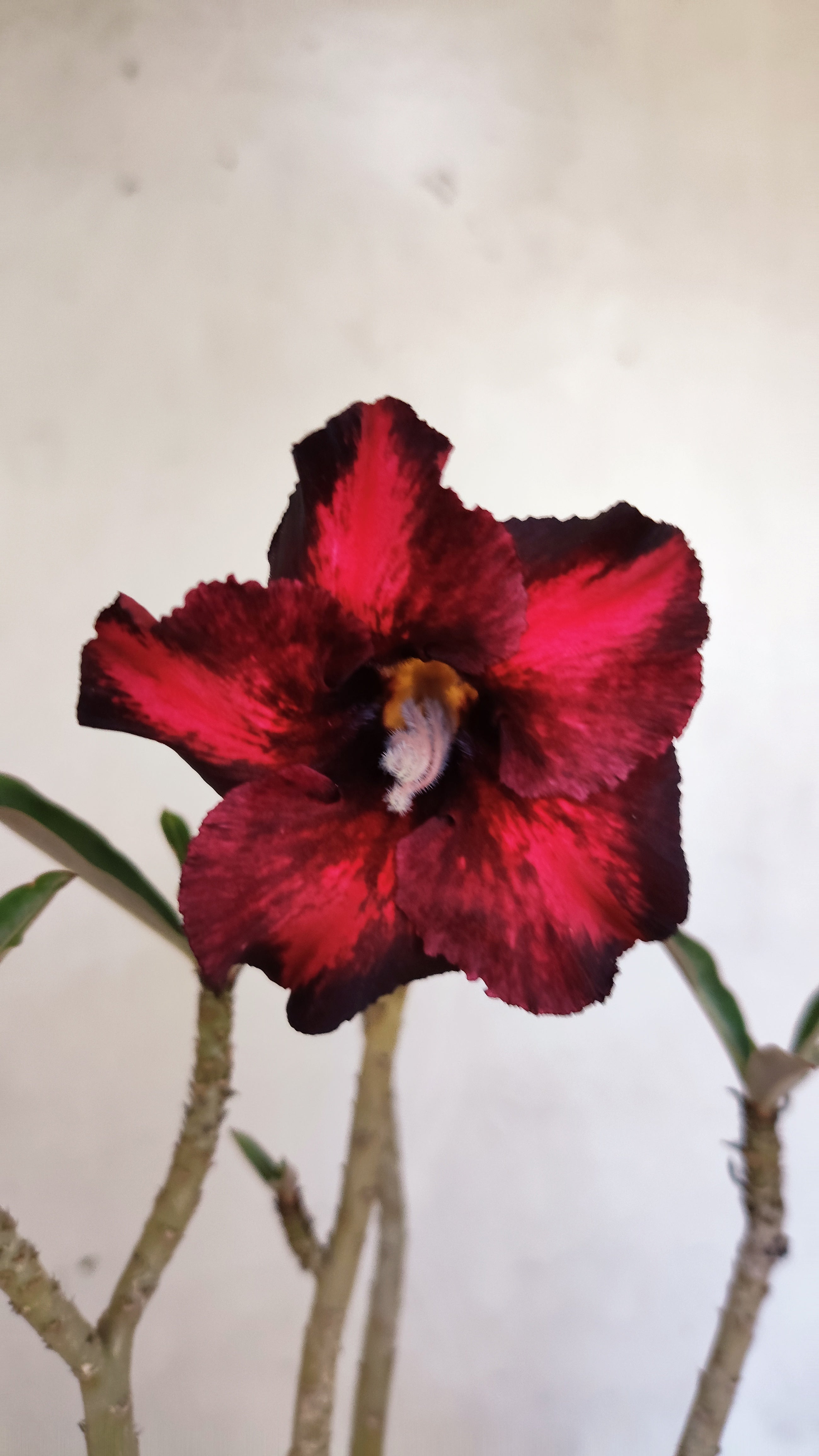 Planta Simples 3579 – 30cm – 02 anos