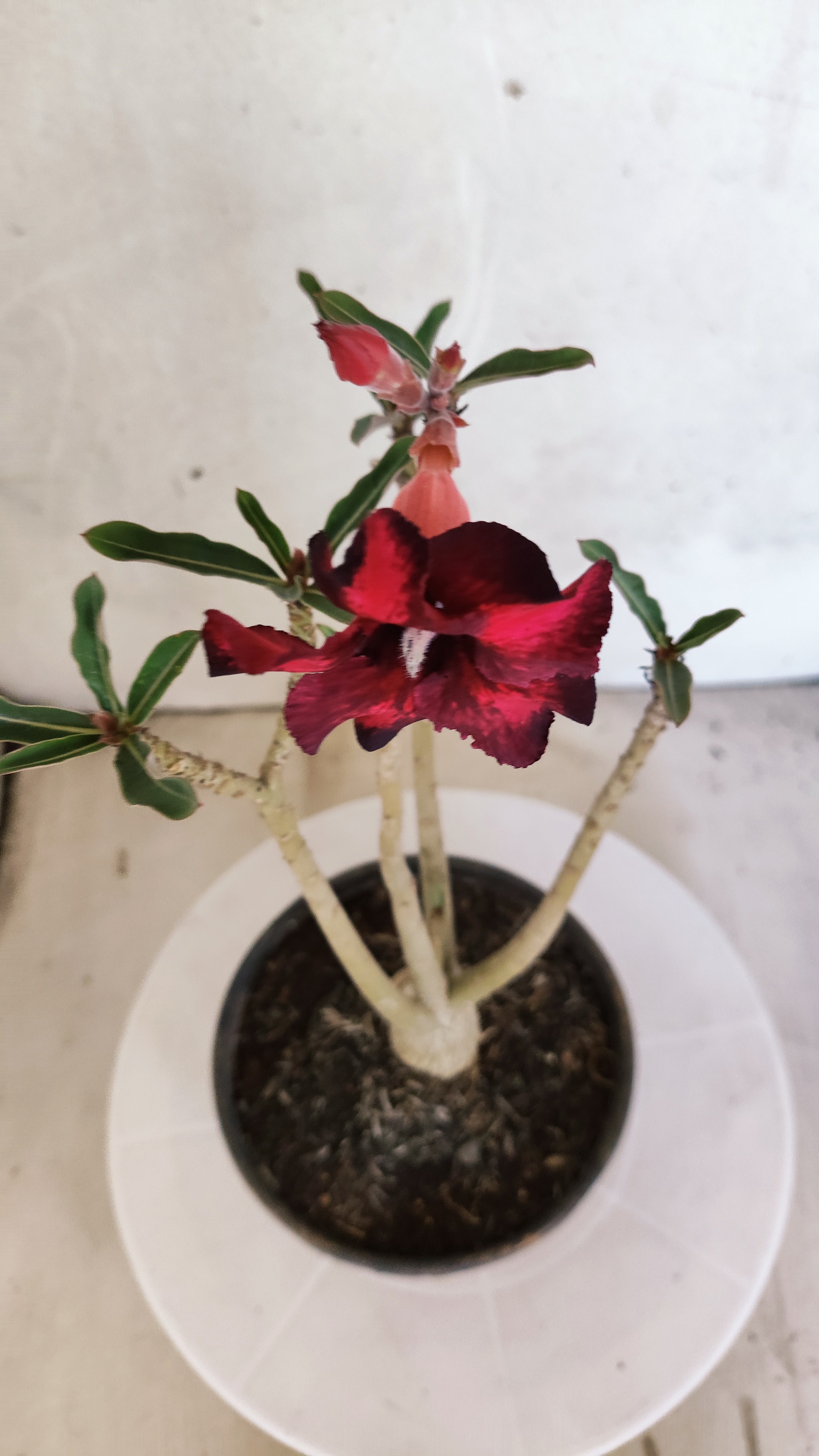 Planta Simples 3579 – 30cm – 02 anos