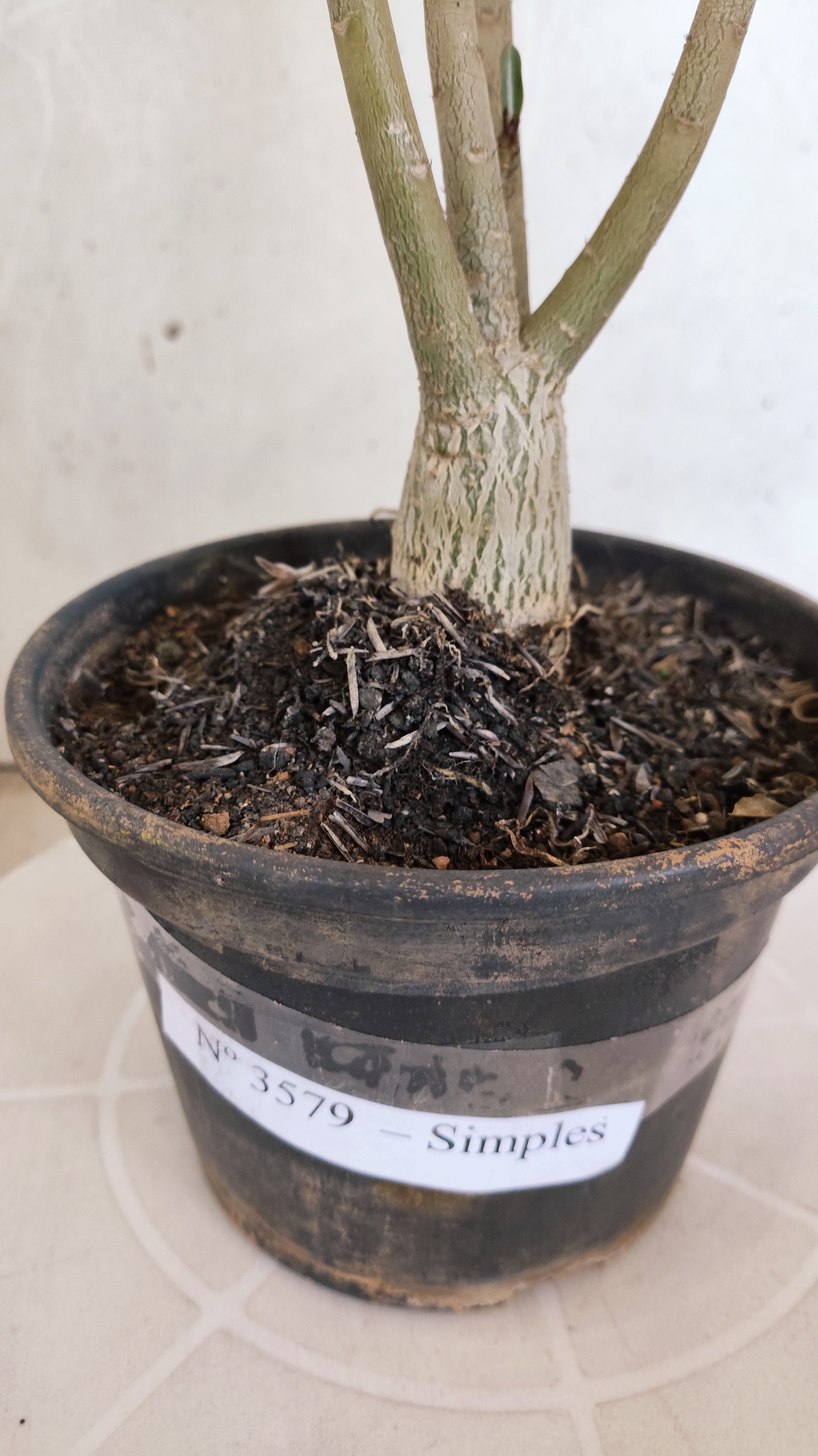 Planta Simples 3579 – 30cm – 02 anos