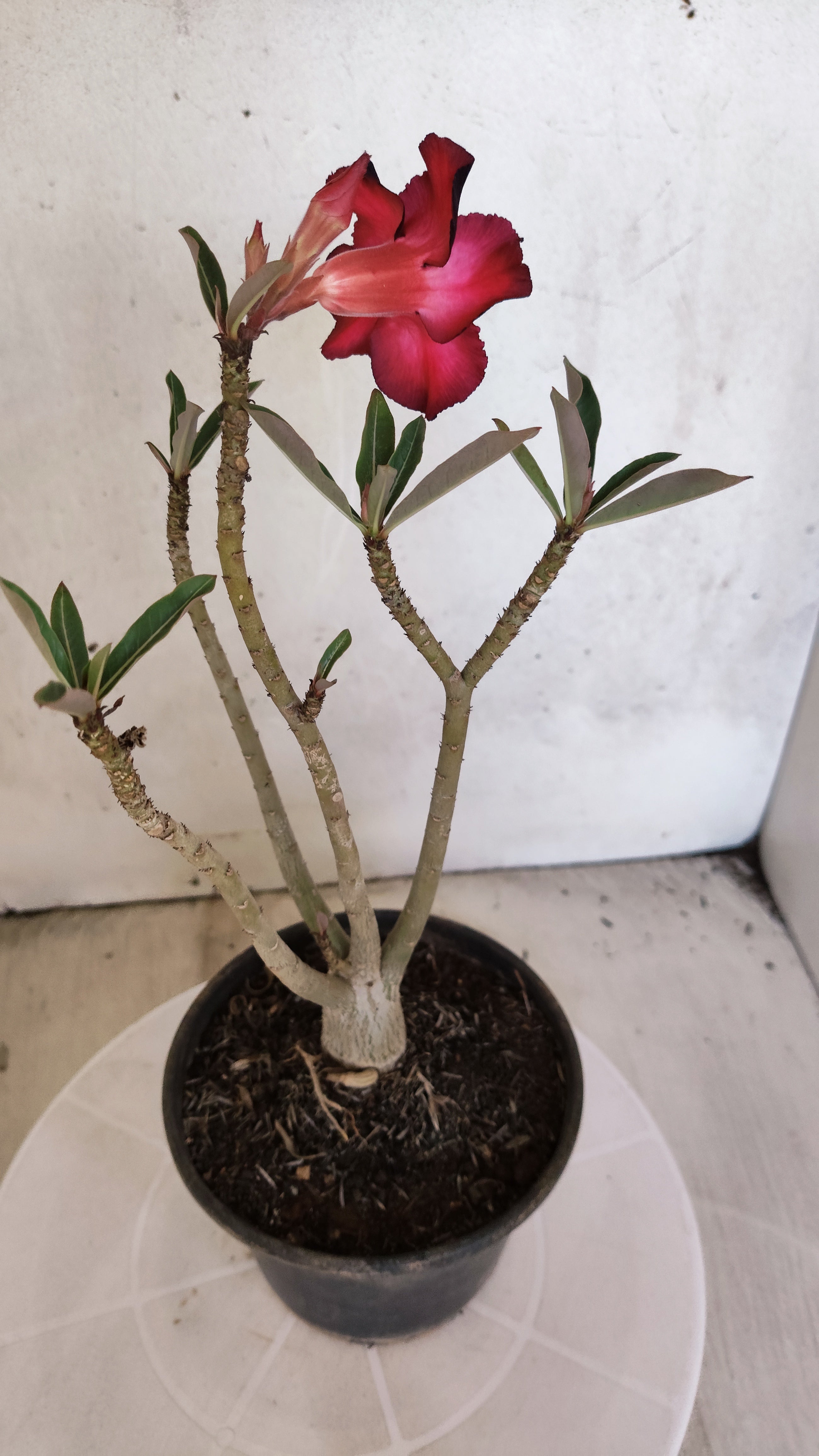 Planta Simples 3579 – 30cm – 02 anos