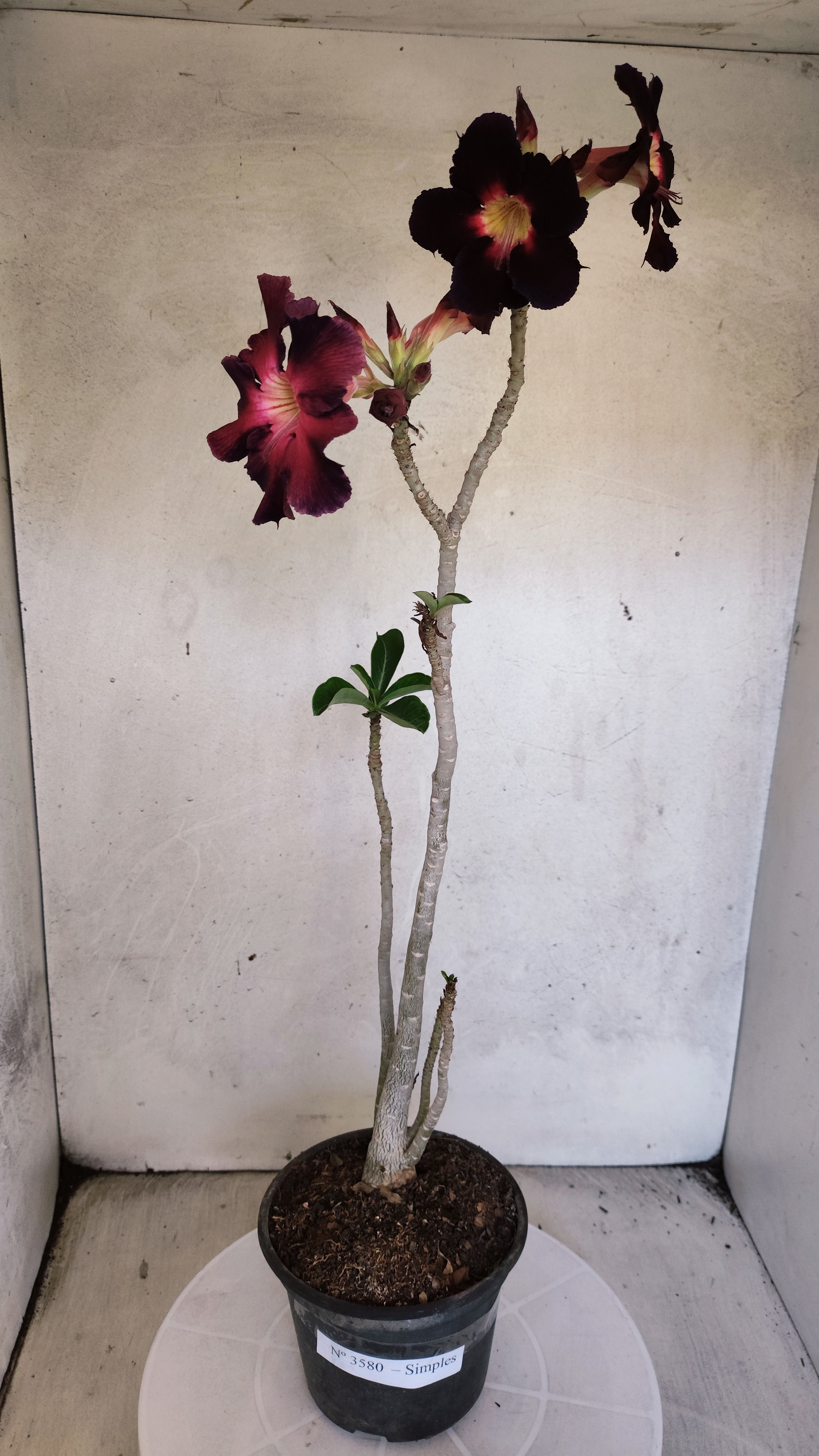 Planta Simples 3580  – 35cm – 03 anos