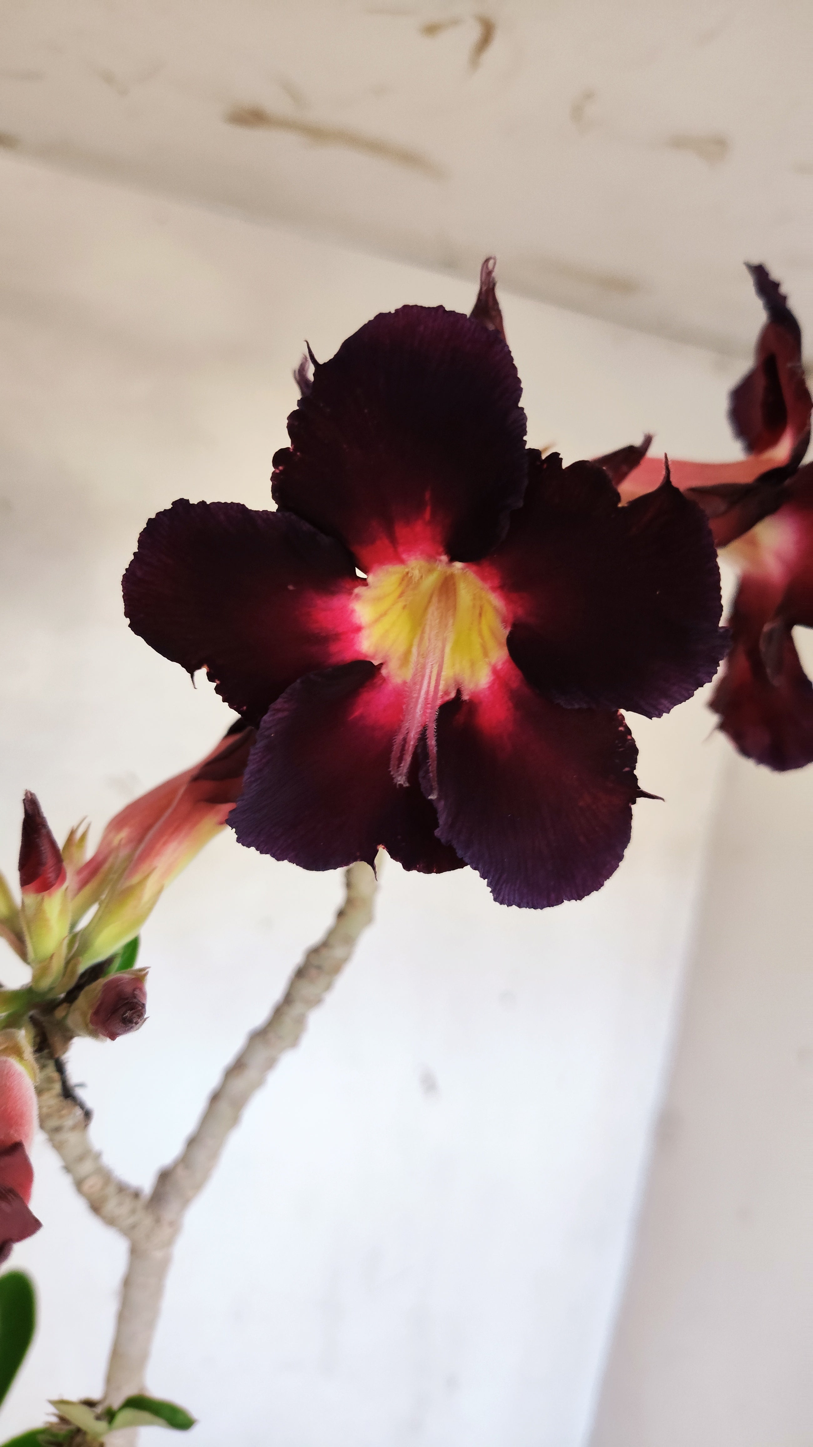 Planta Simples 3580  – 35cm – 03 anos