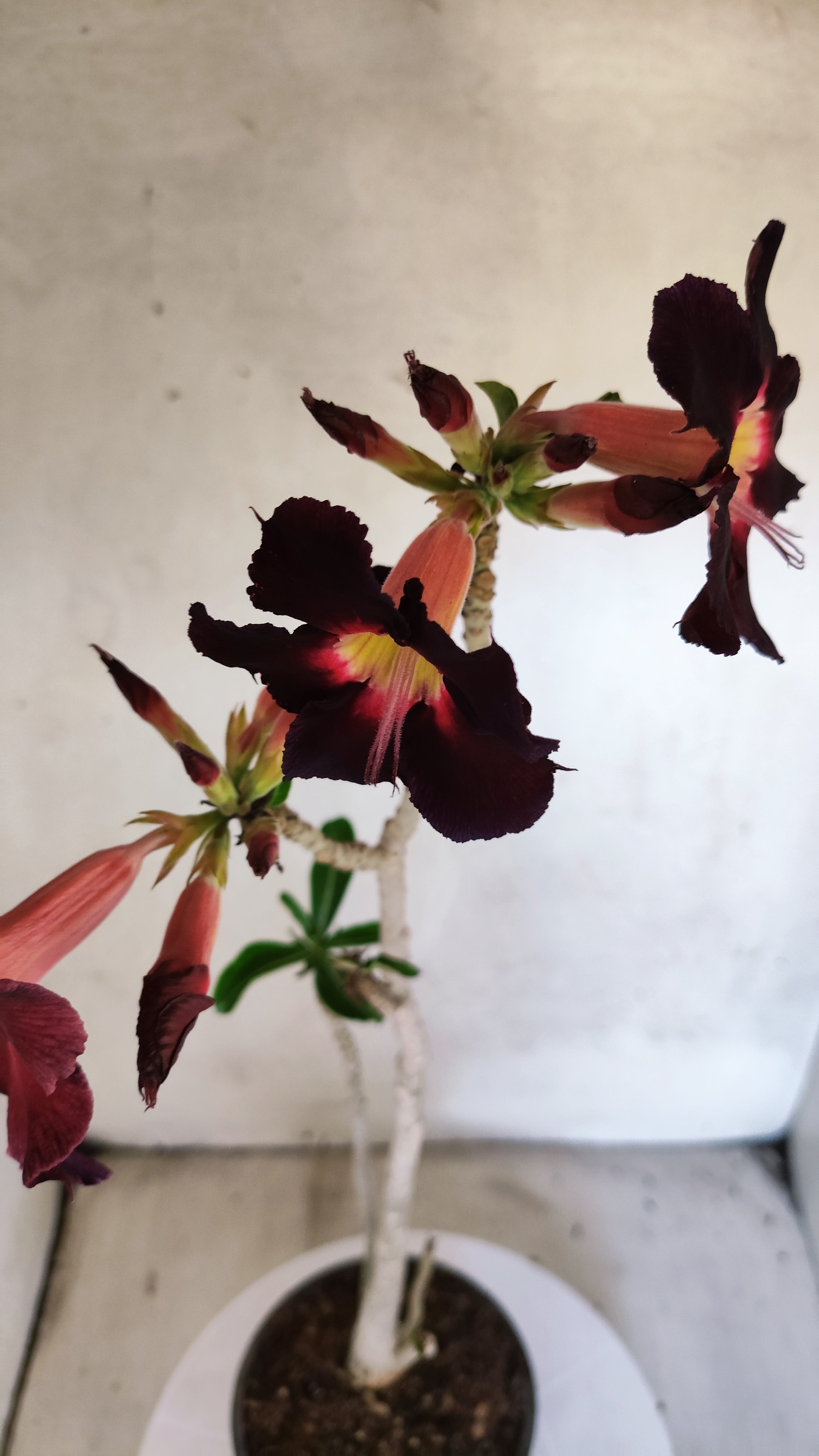 Planta Simples 3580  – 35cm – 03 anos