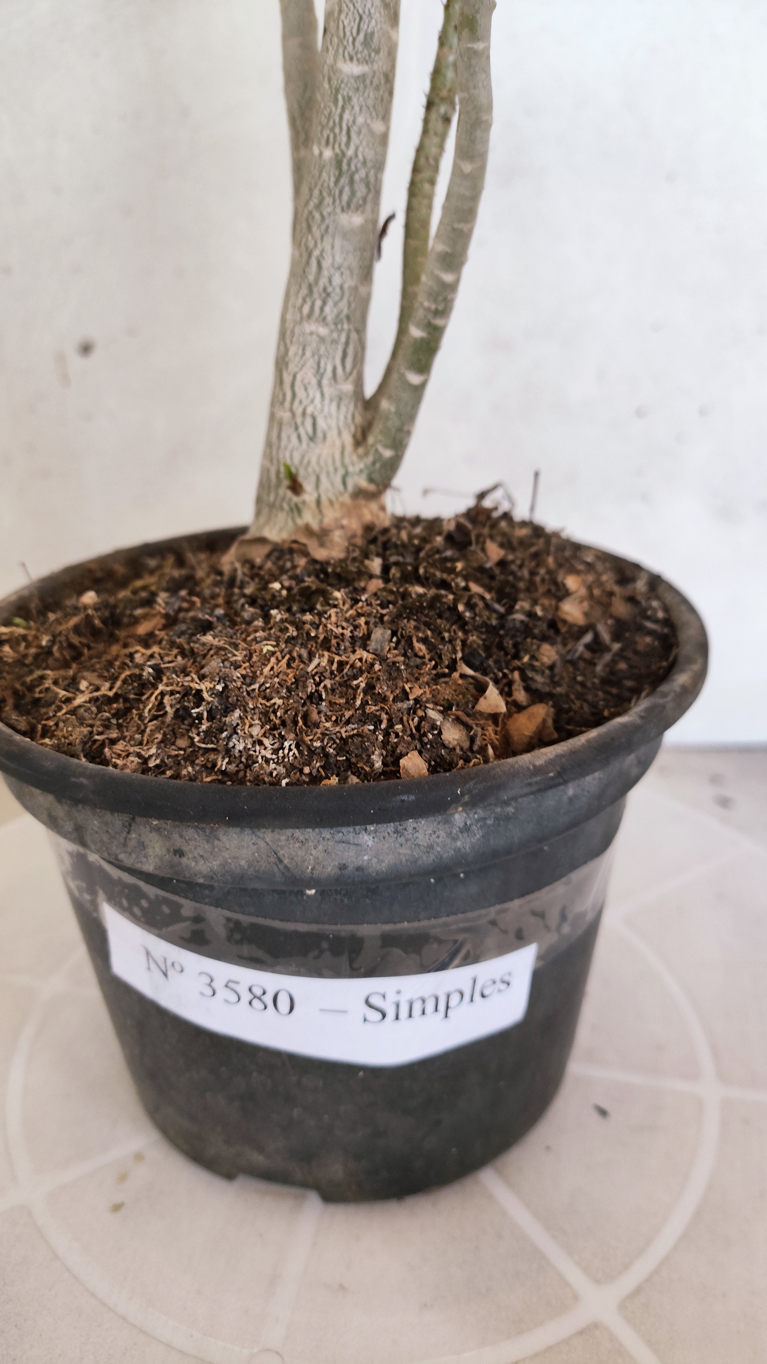 Planta Simples 3580  – 35cm – 03 anos