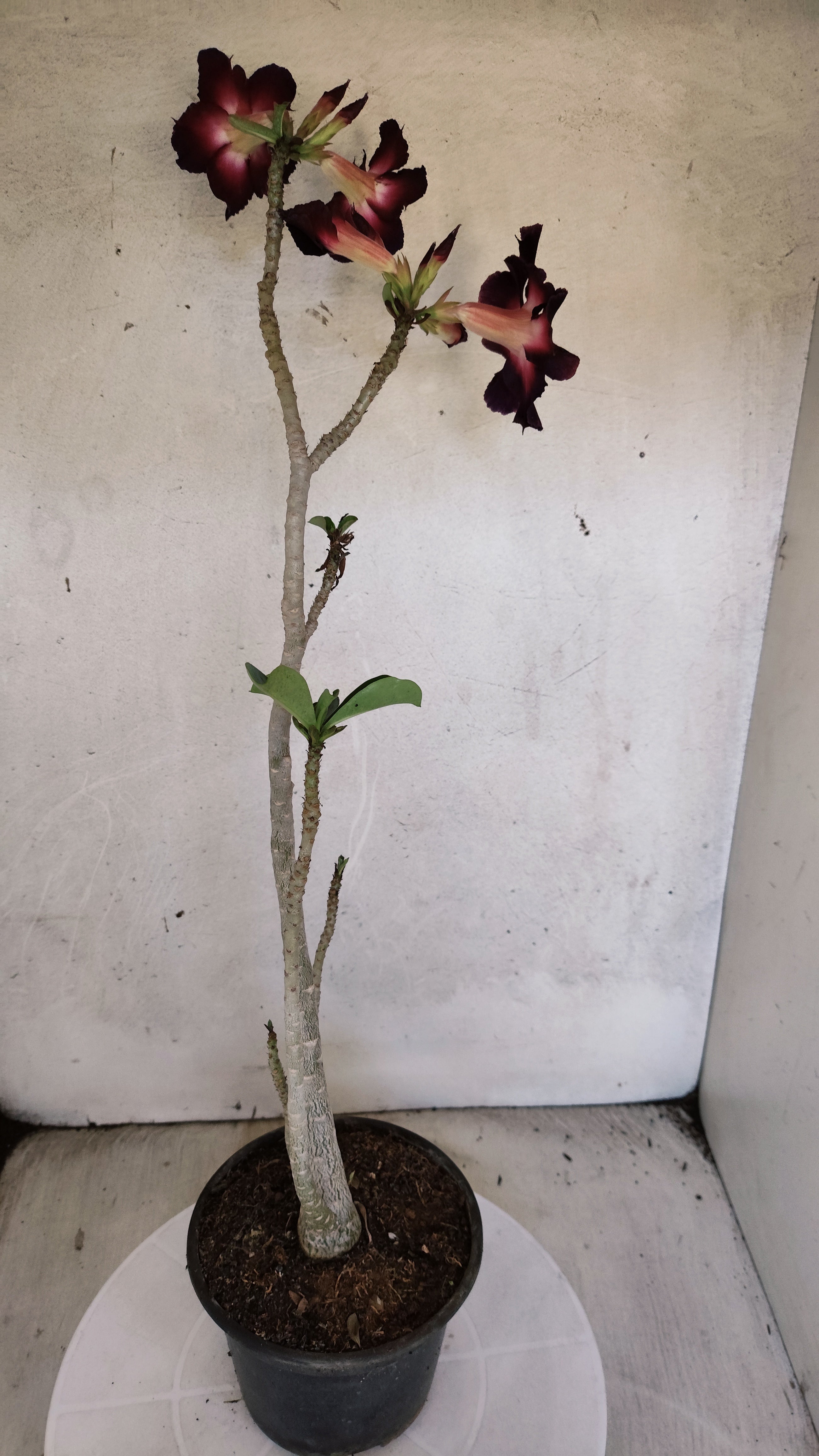 Planta Simples 3580  – 35cm – 03 anos