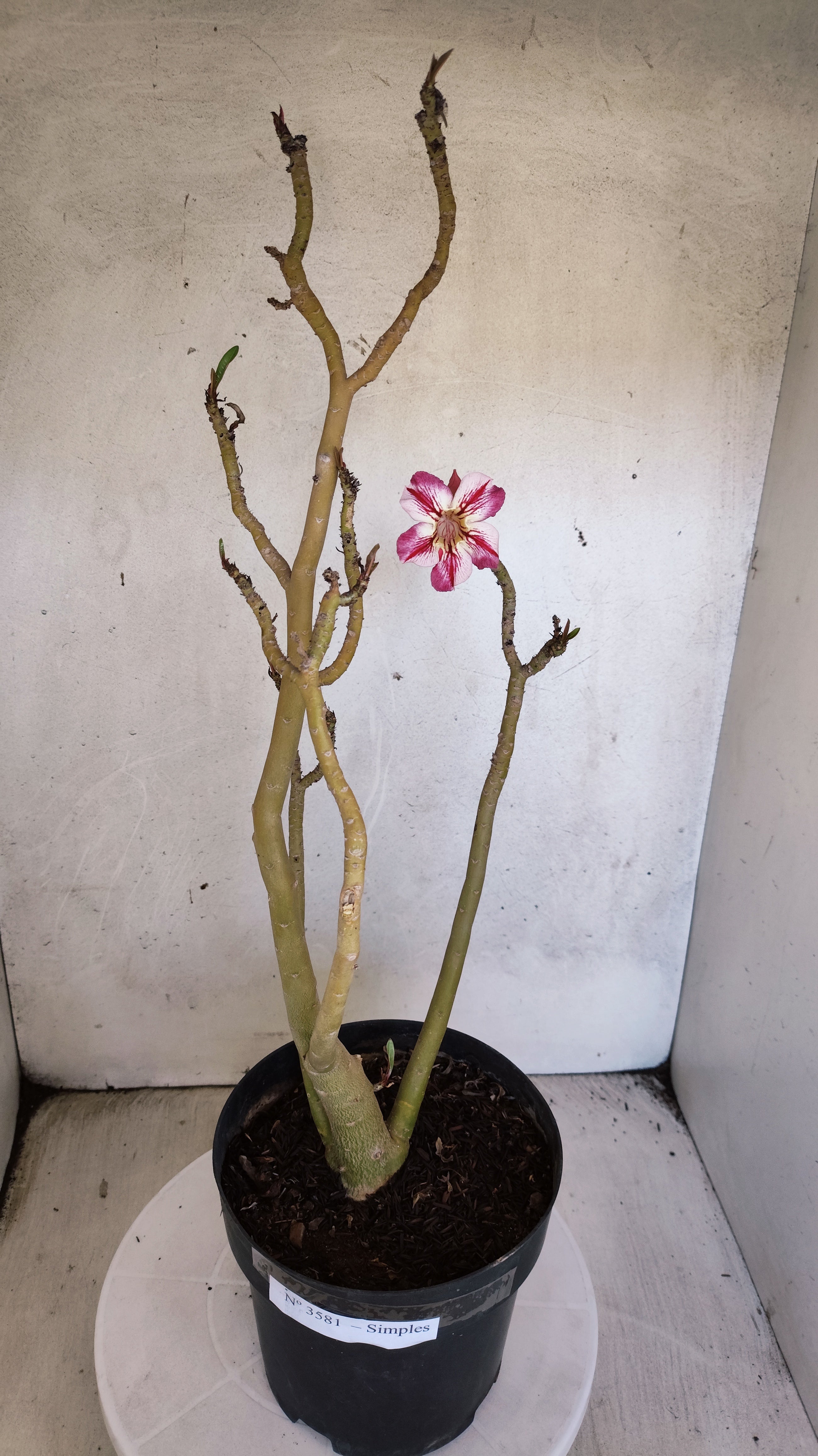 Planta Simples 3581  – 35cm – 03 anos