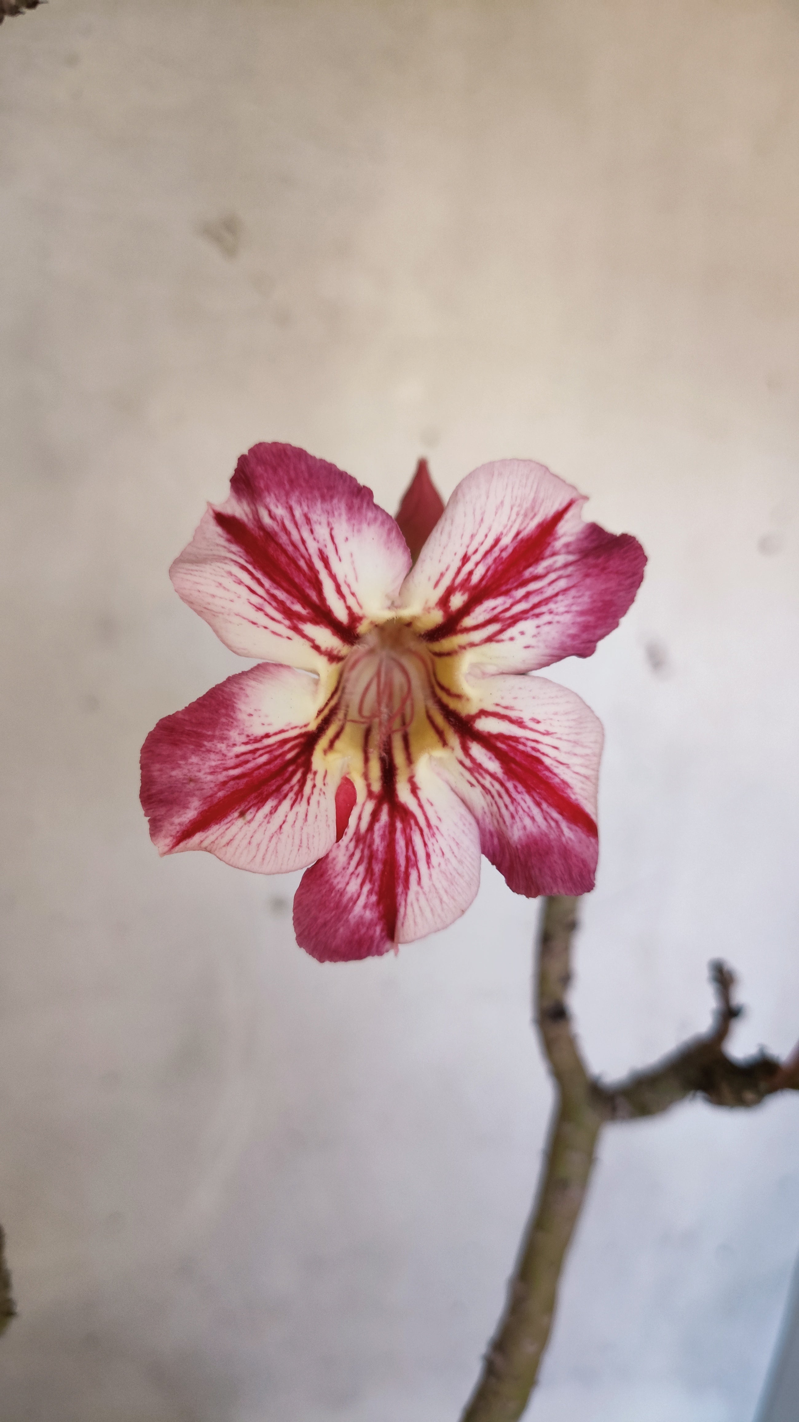 Planta Simples 3581  – 35cm – 03 anos