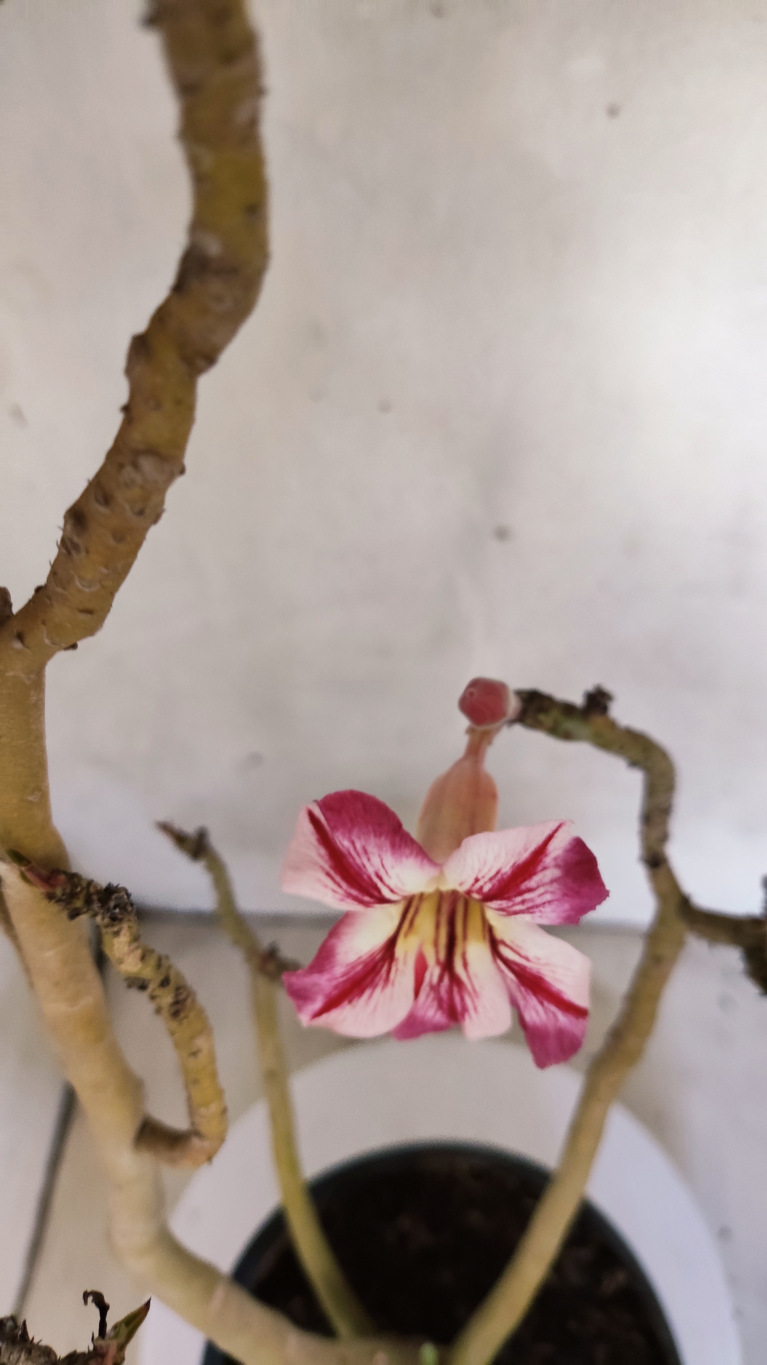 Planta Simples 3581  – 35cm – 03 anos