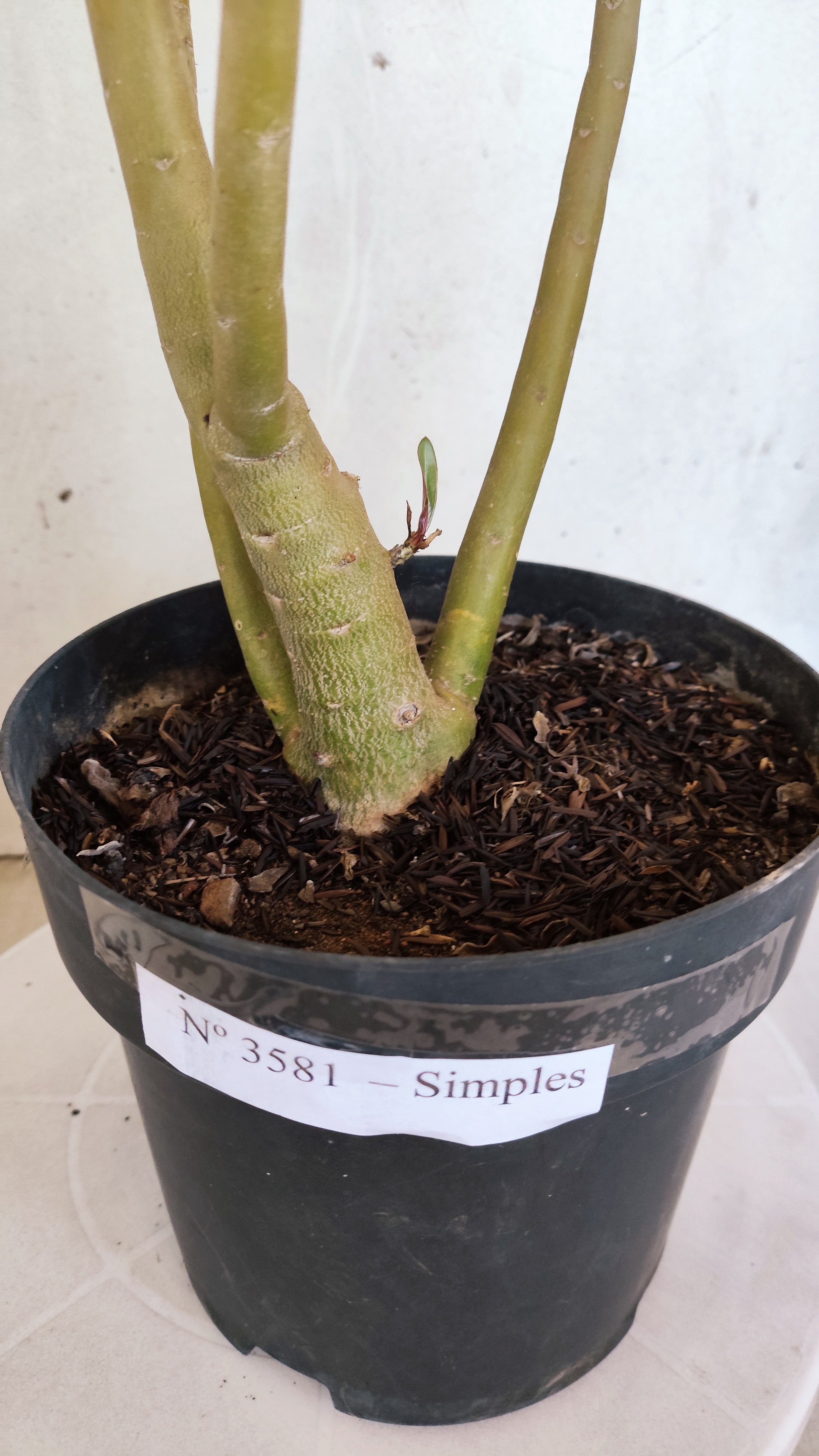 Planta Simples 3581  – 35cm – 03 anos