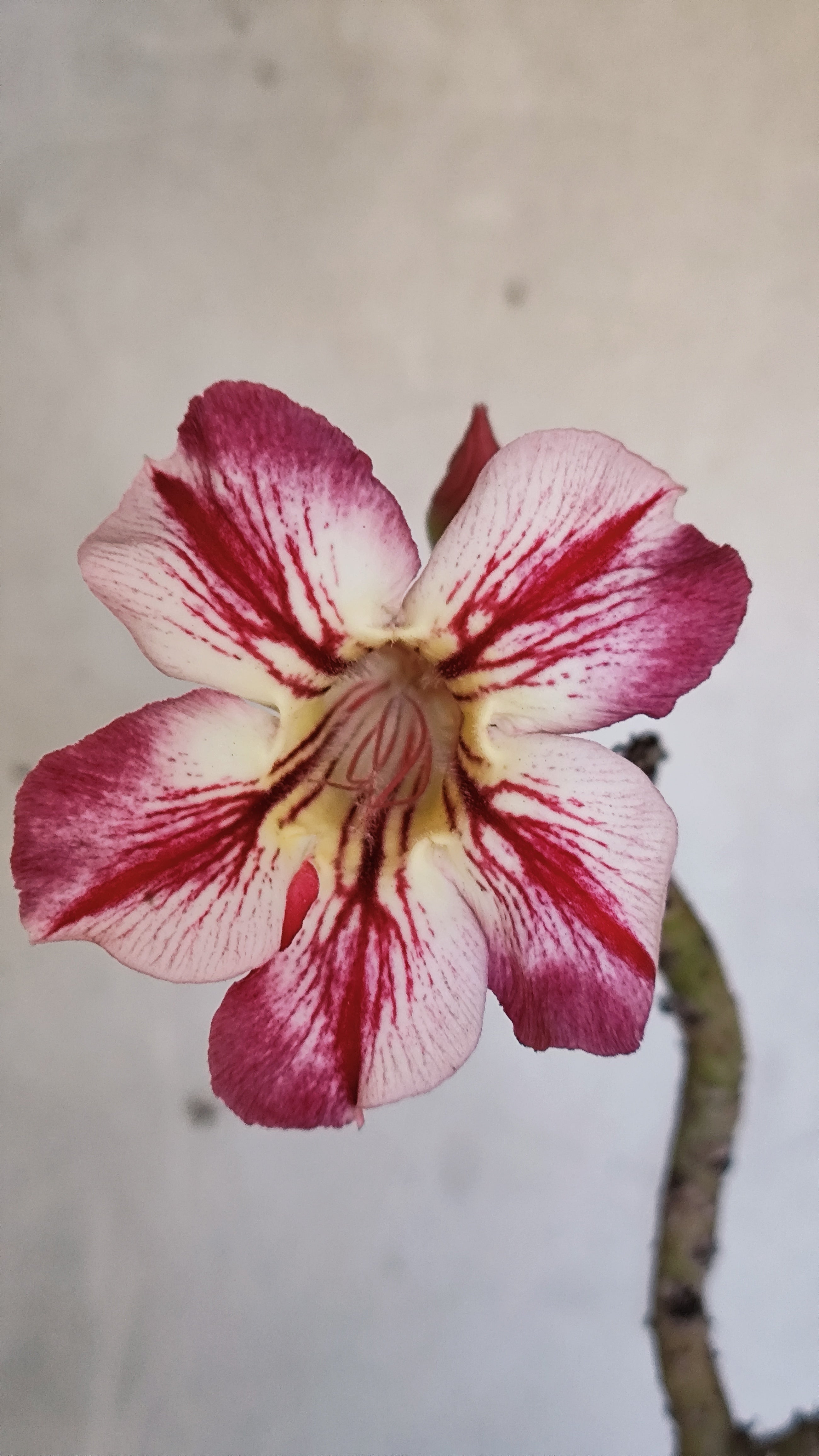 Planta Simples 3581  – 35cm – 03 anos