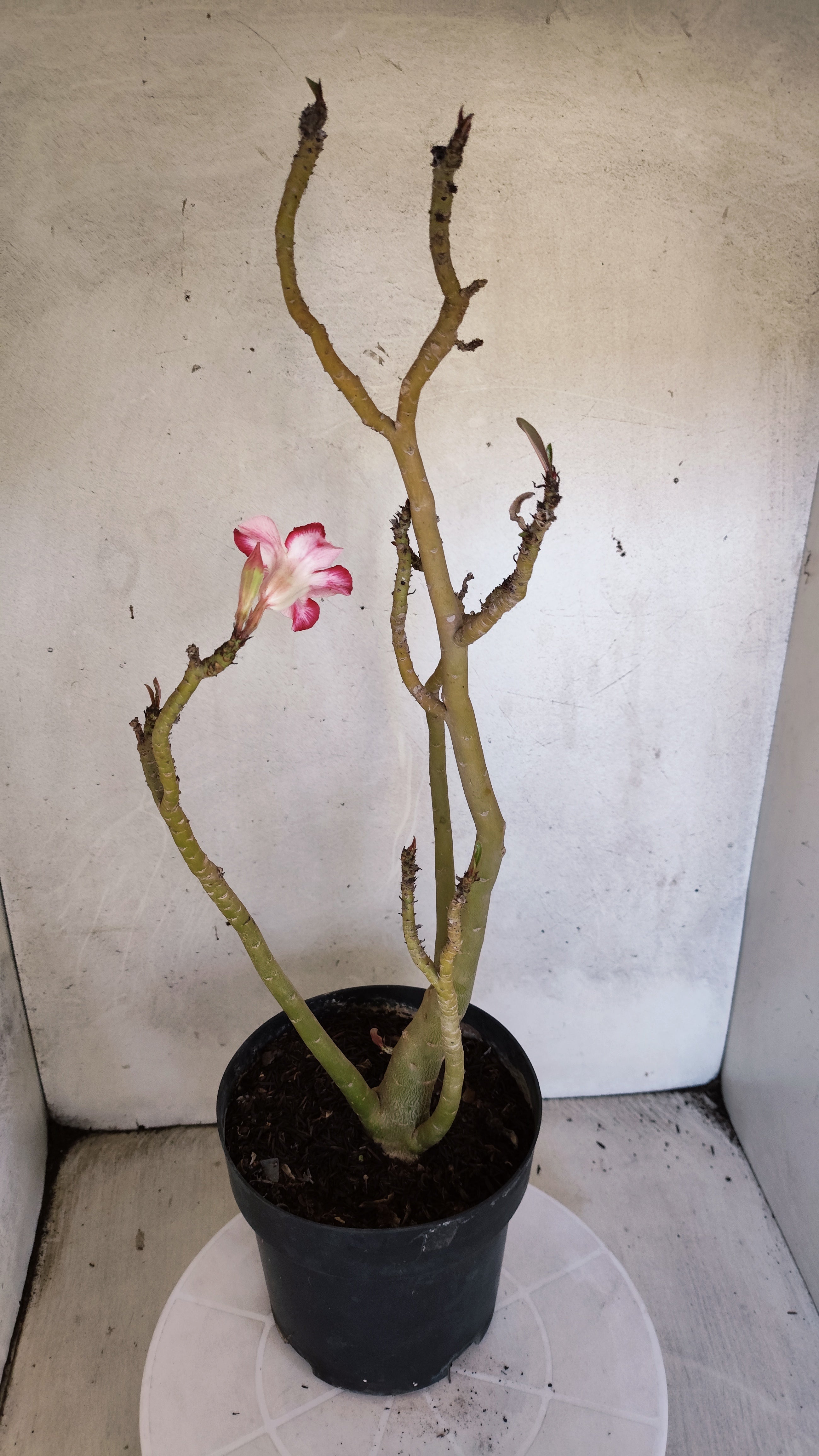 Planta Simples 3581  – 35cm – 03 anos