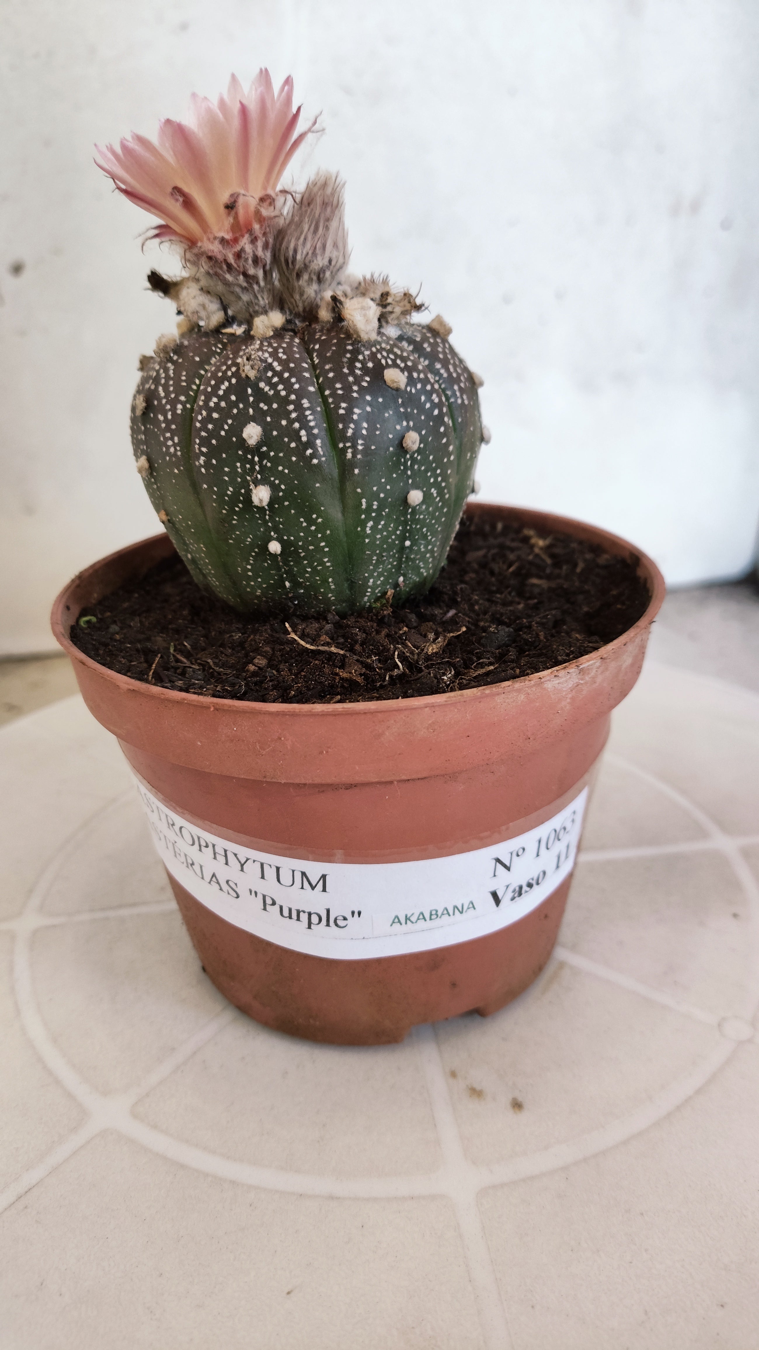 ASTROPHYTUM ASTERIAS “Purple AKABANA”  Nº 1063 – vaso 11