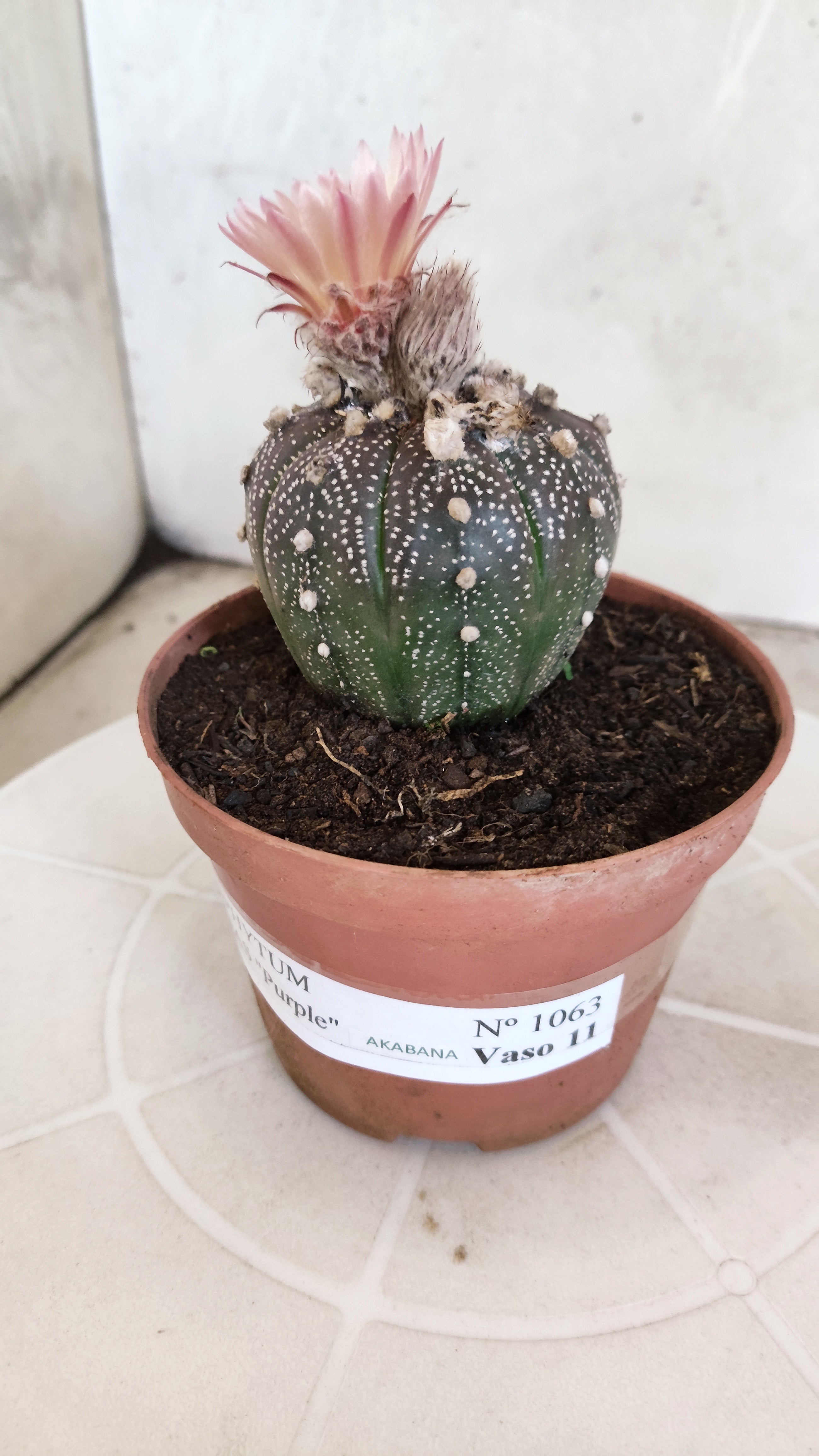 ASTROPHYTUM ASTERIAS “Purple AKABANA”  Nº 1063 – vaso 11