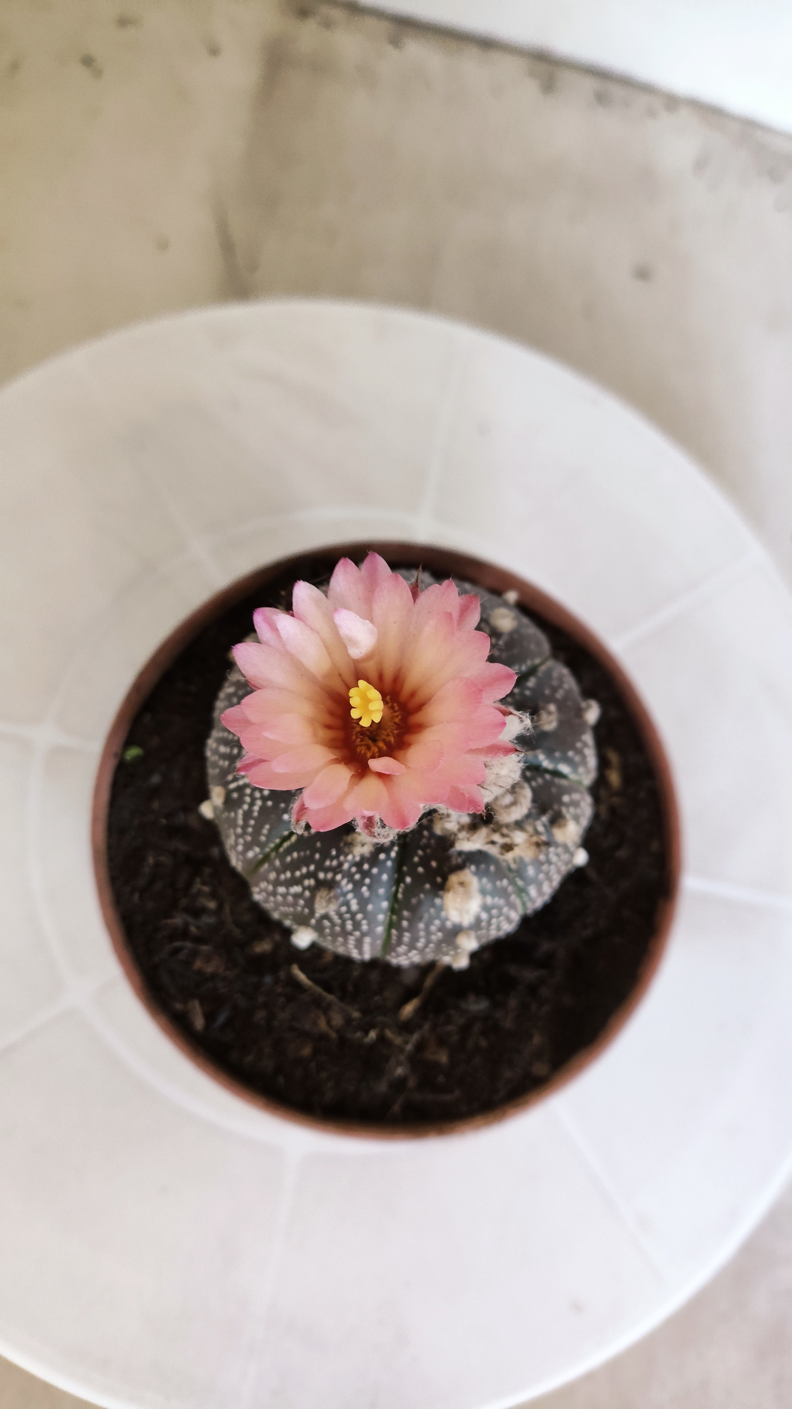 ASTROPHYTUM ASTERIAS “Purple AKABANA”  Nº 1063 – vaso 11