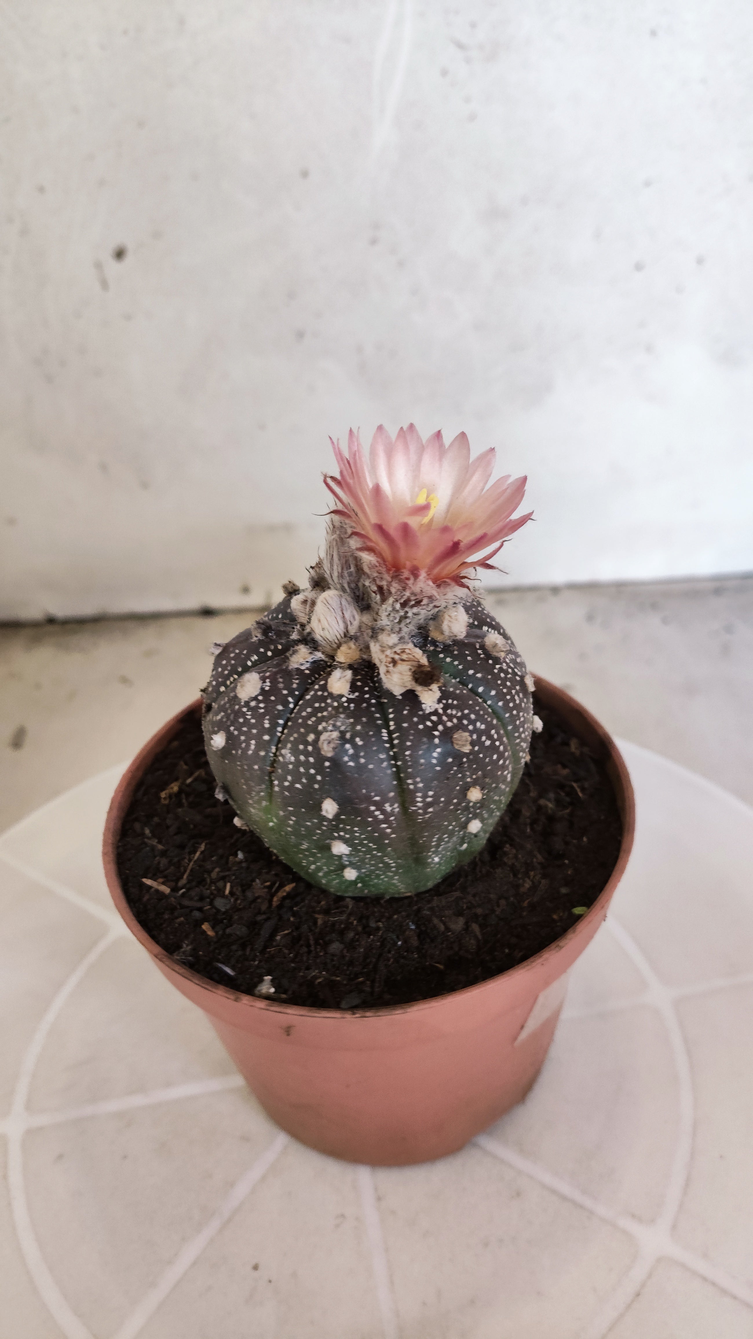 ASTROPHYTUM ASTERIAS “Purple AKABANA”  Nº 1063 – vaso 11