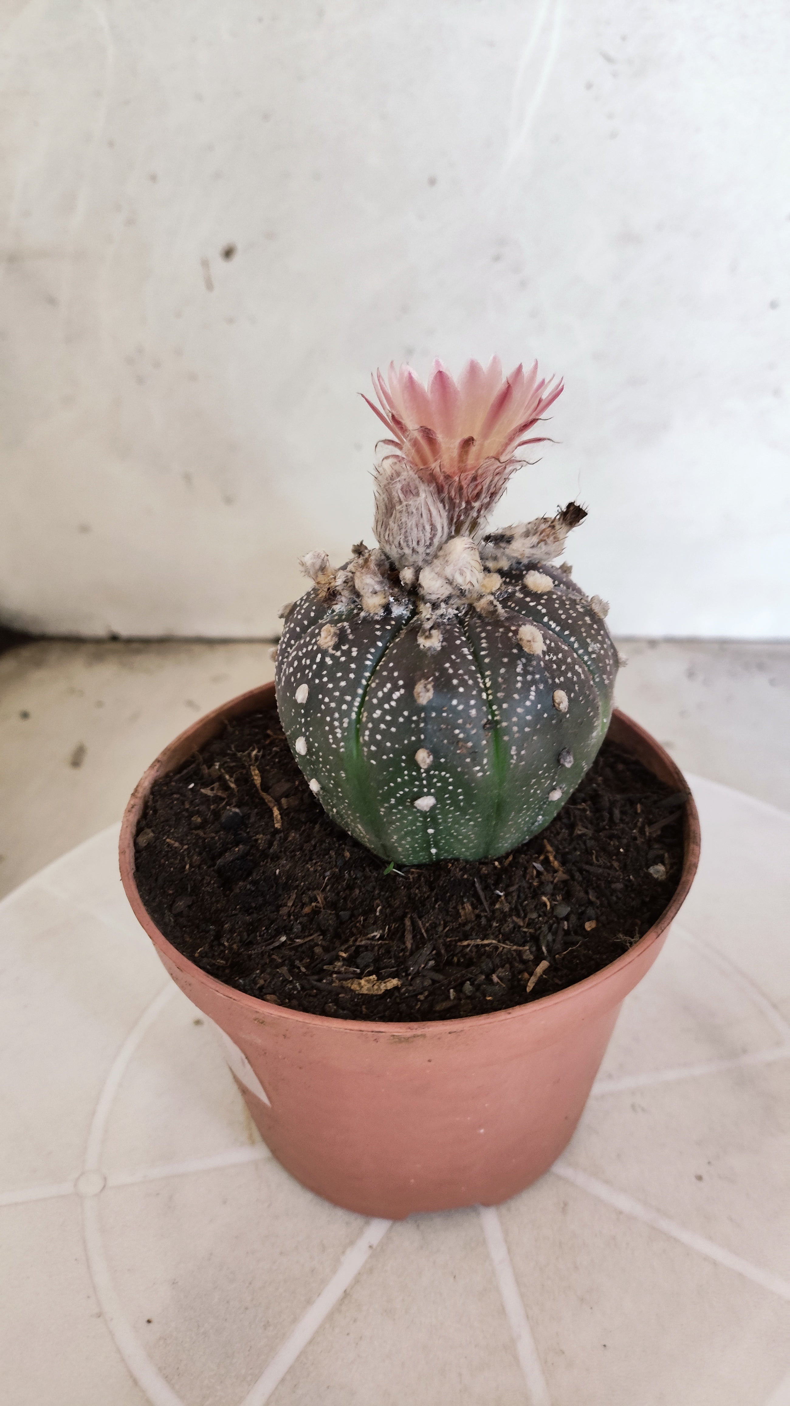 ASTROPHYTUM ASTERIAS “Purple AKABANA”  Nº 1063 – vaso 11