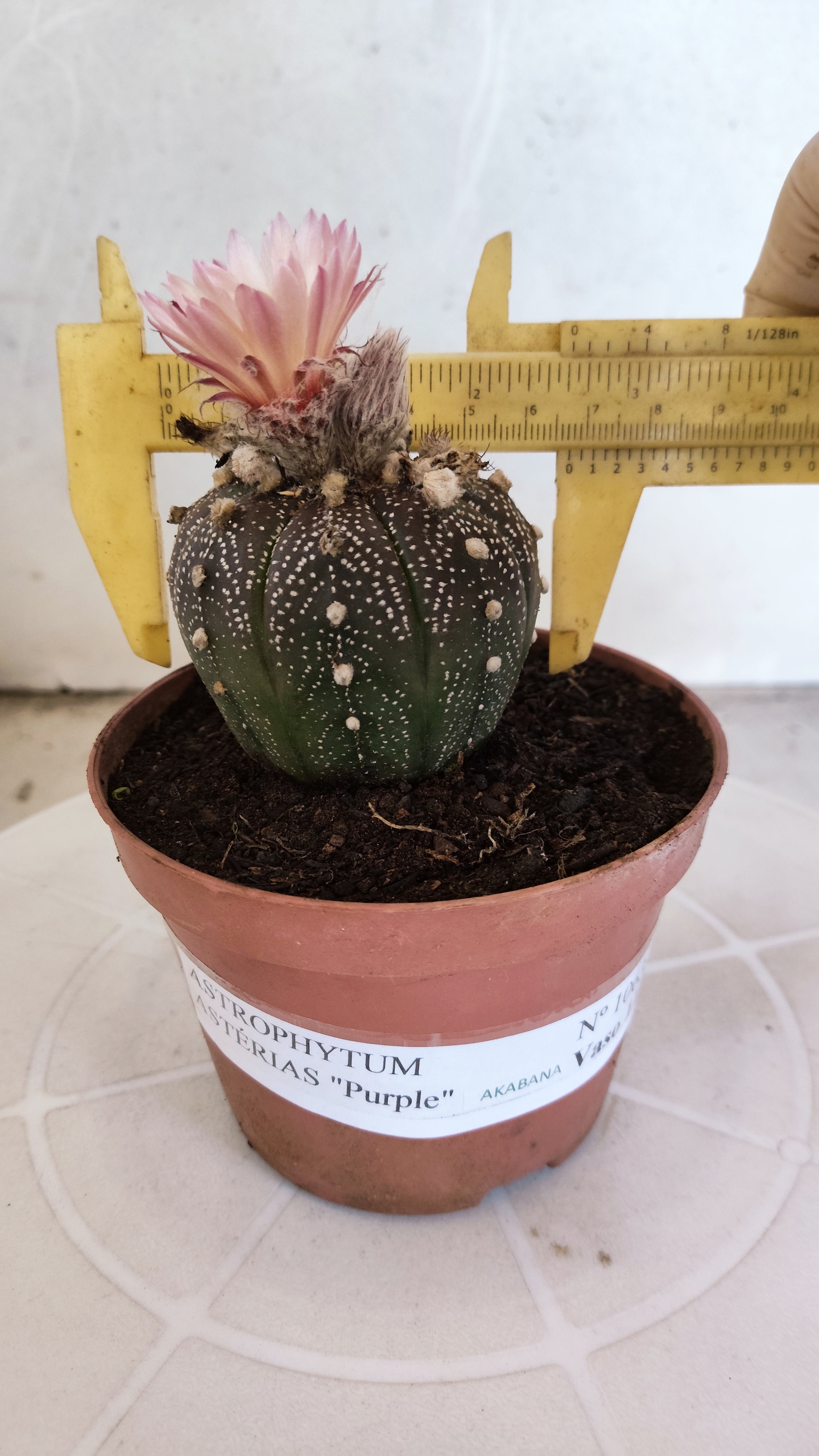 ASTROPHYTUM ASTERIAS “Purple AKABANA”  Nº 1063 – vaso 11