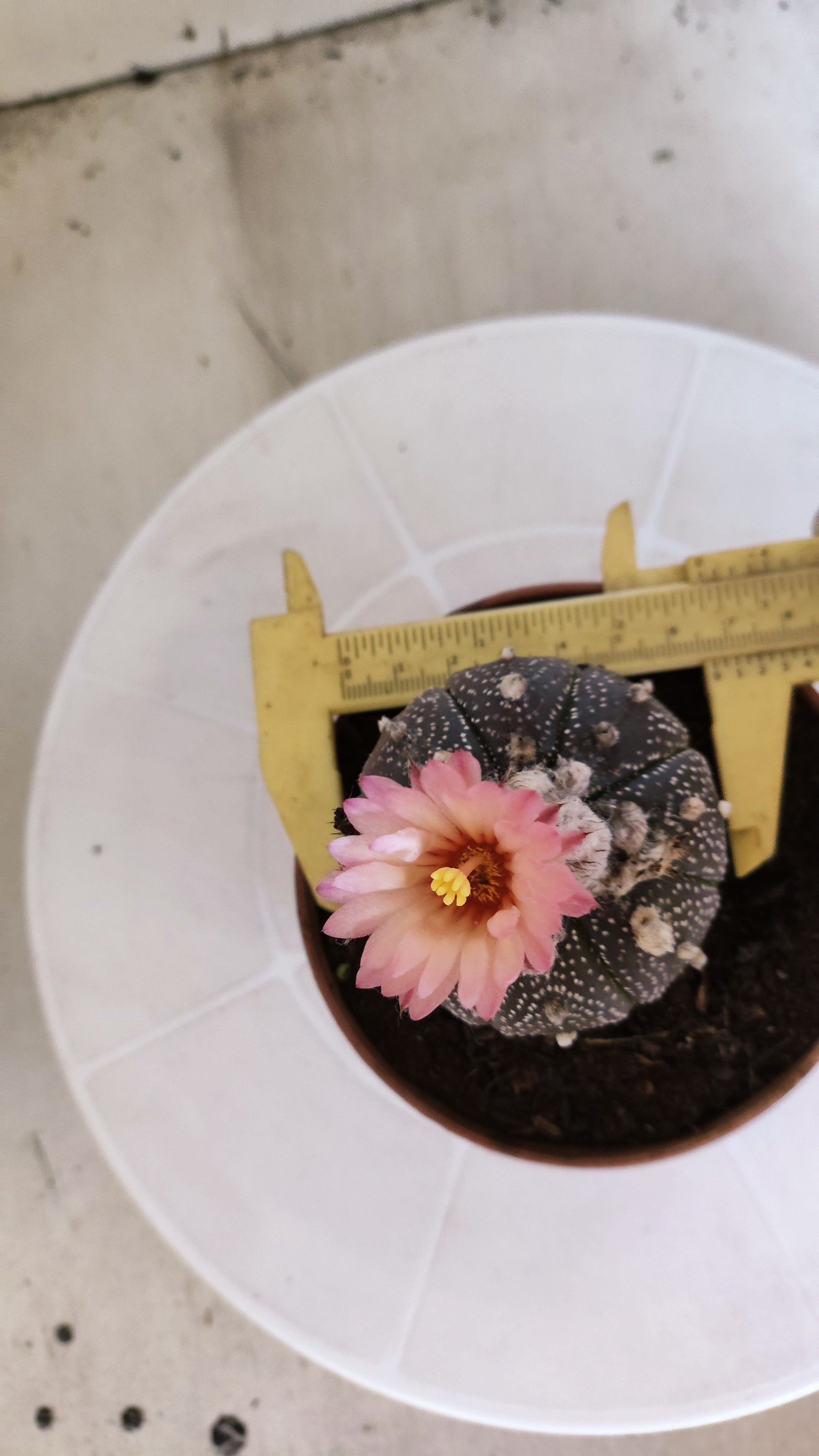 ASTROPHYTUM ASTERIAS “Purple AKABANA”  Nº 1063 – vaso 11