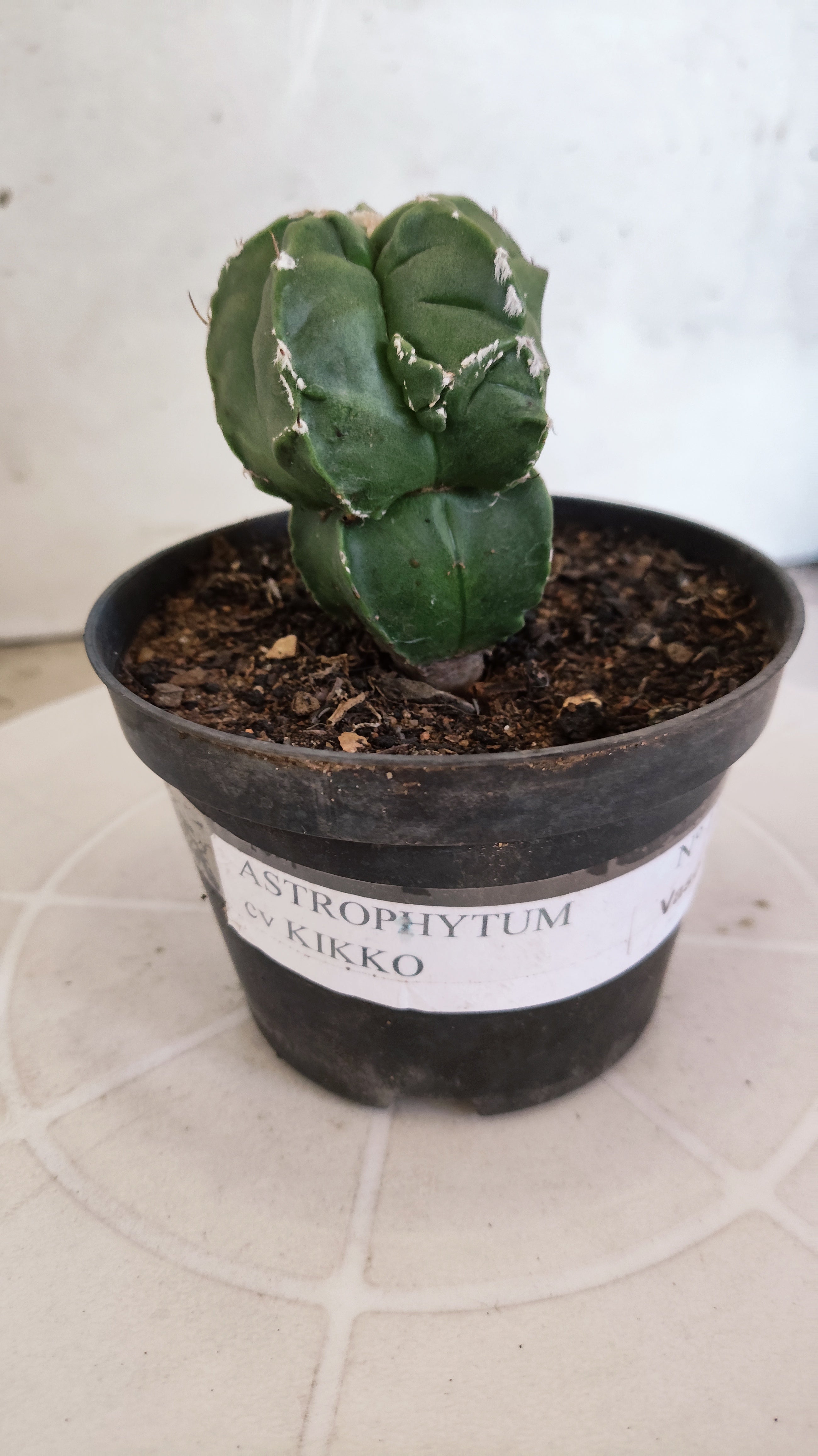 ASTROPHYTUM cv KIKKO "Exótico" Nº 1132 – vaso 11